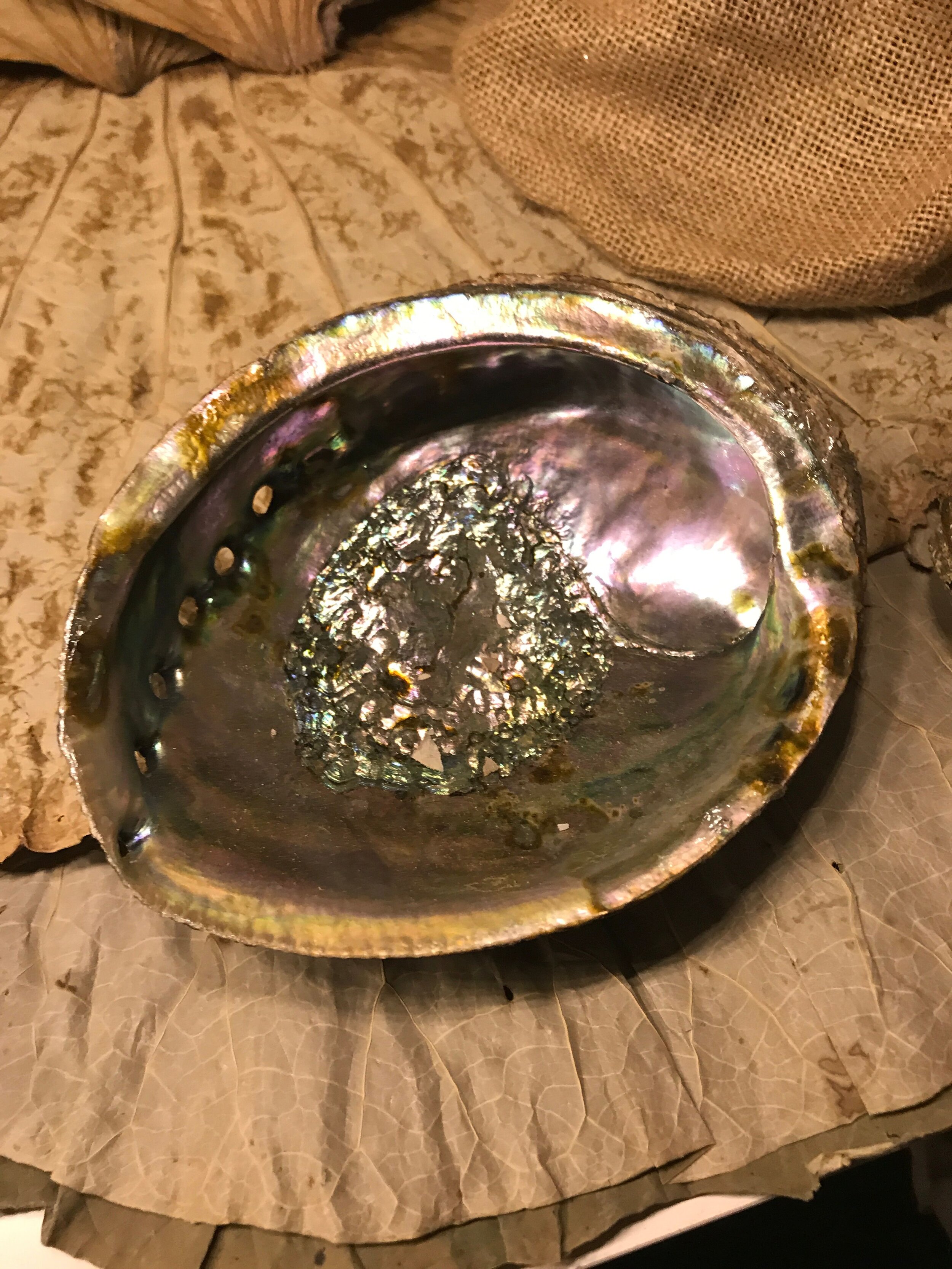 Abalone Shell