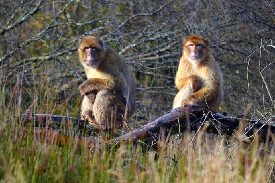Monkeys — Wild Ireland