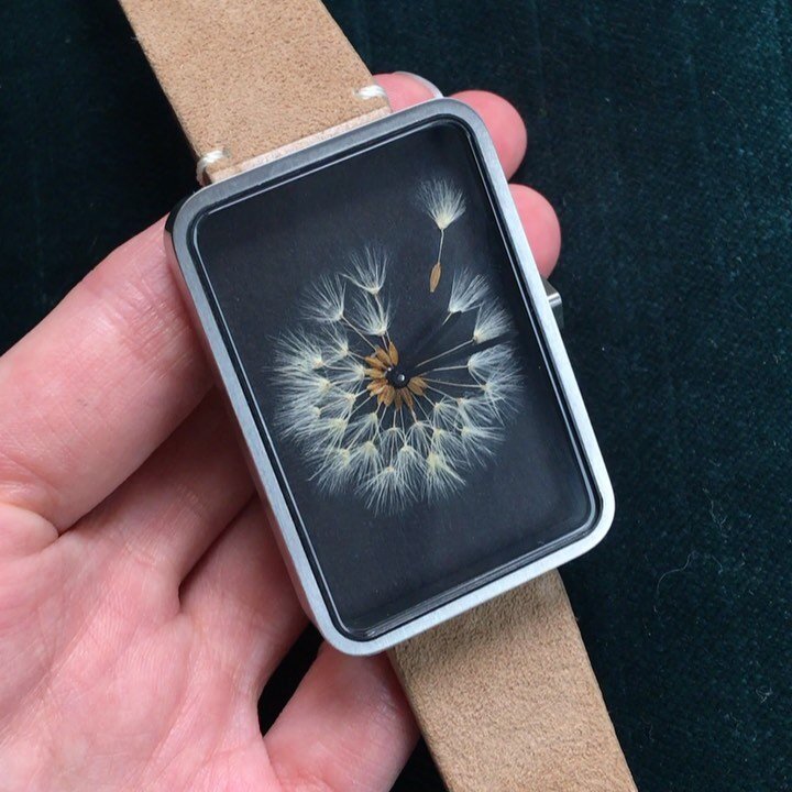 Thank you @schmutzwatches for sending me this wonderful watch with my pressed dandelion inside (I call it my wishing watch). Each of the seeds were carefully cut in half down the width, and then half again down the length to make sure they would fit 
