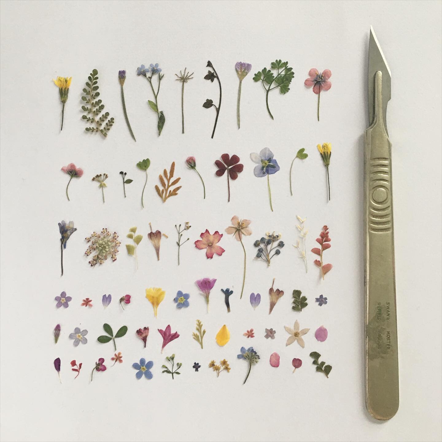 Tiny pressings for making tiny pictures 🌷 #pressedflowers #herbarium #tinyflowers