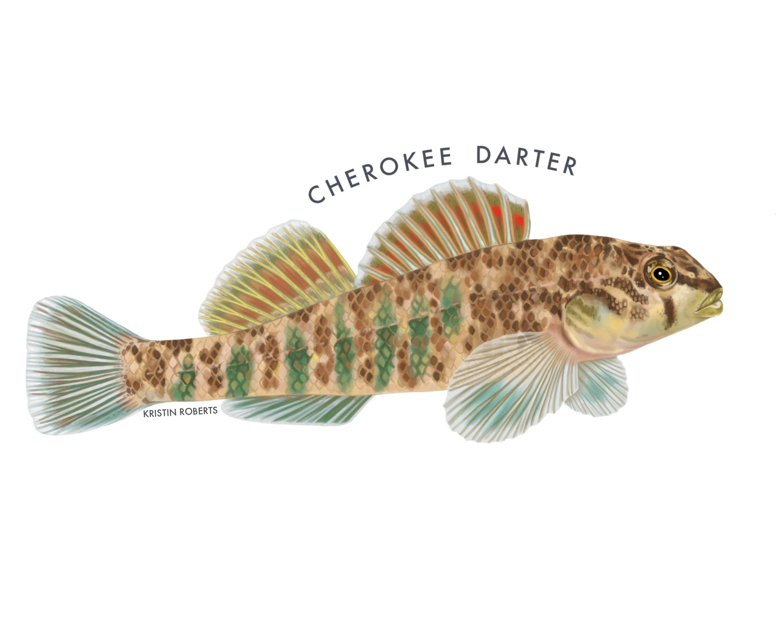 Cherokee Darter, 2026