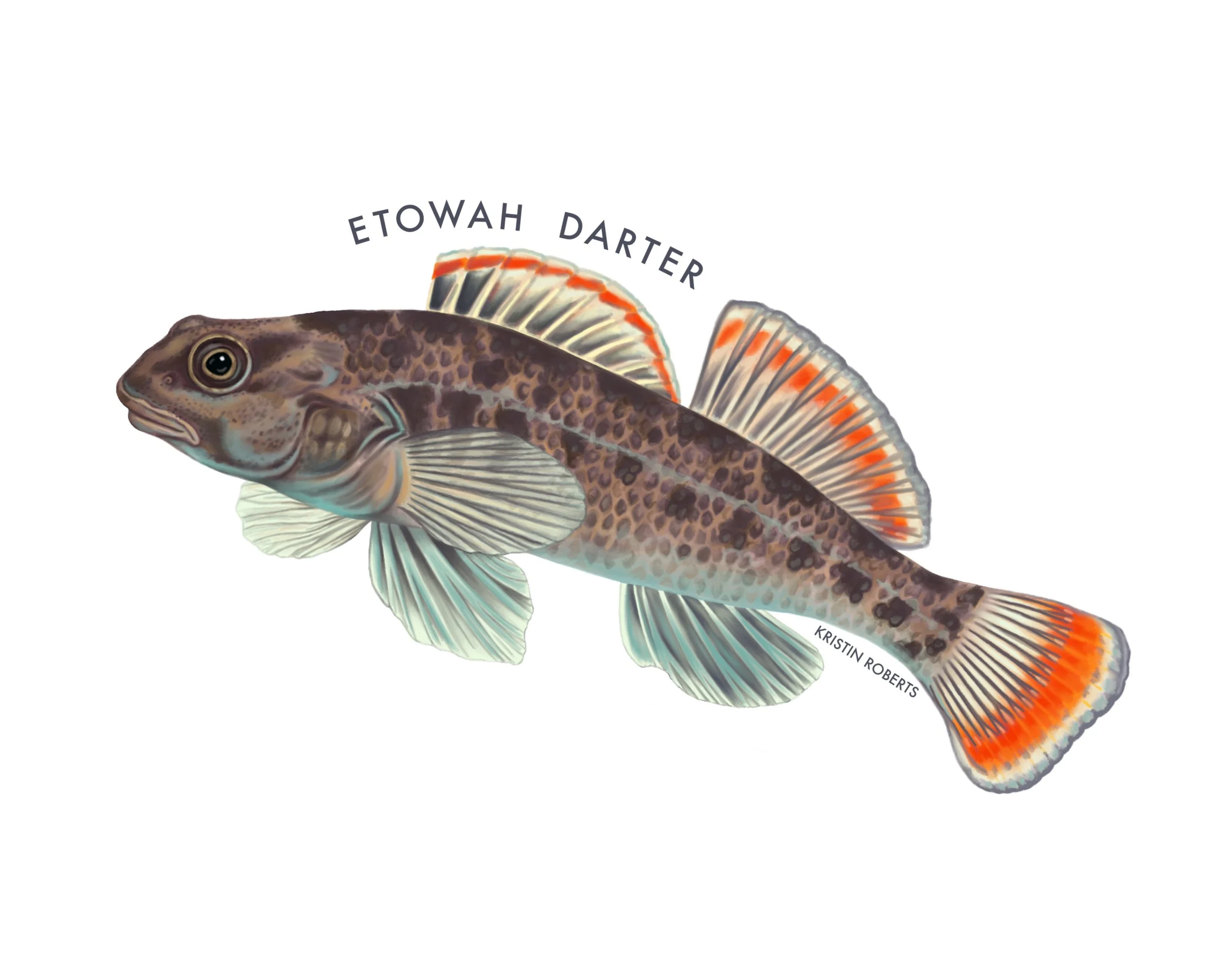 Etowah Darter, 2026