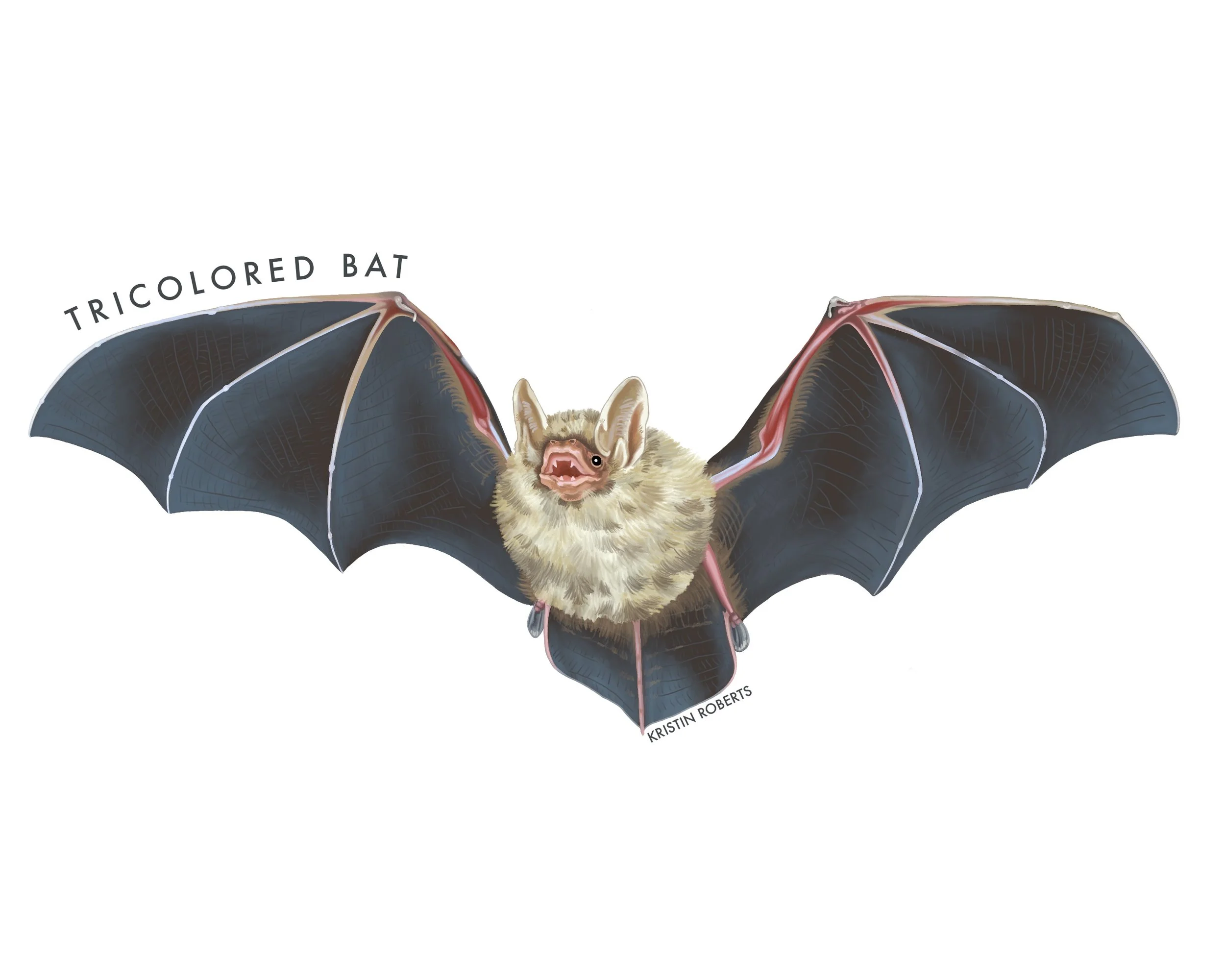 Tricolored Bat, 2026