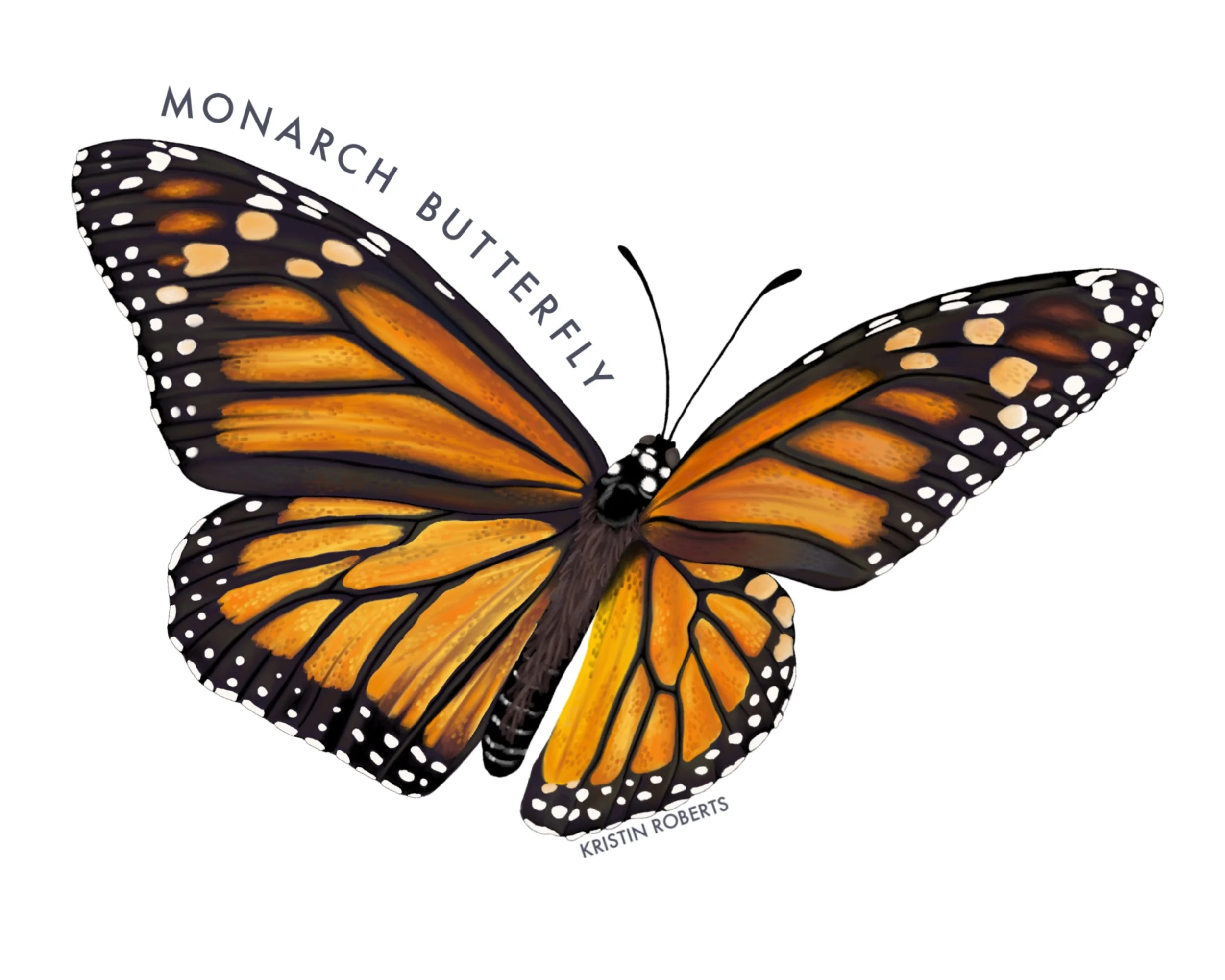 Monarch Butterfly, 2026