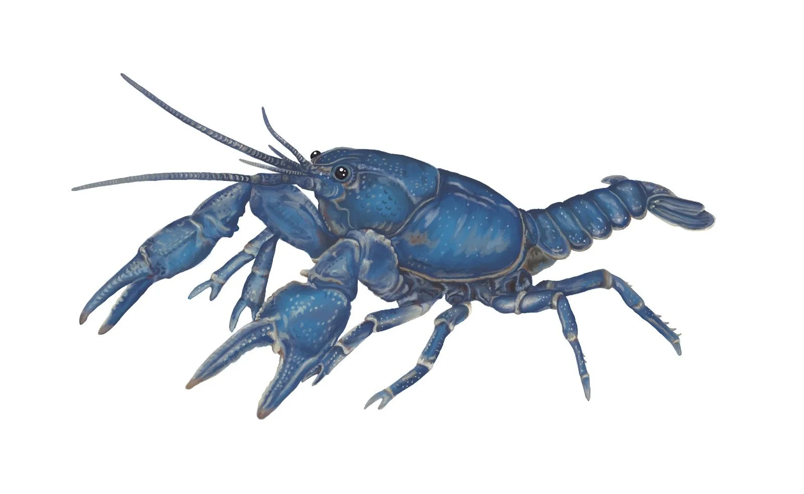 Conasauga Blue Burrower, 2025