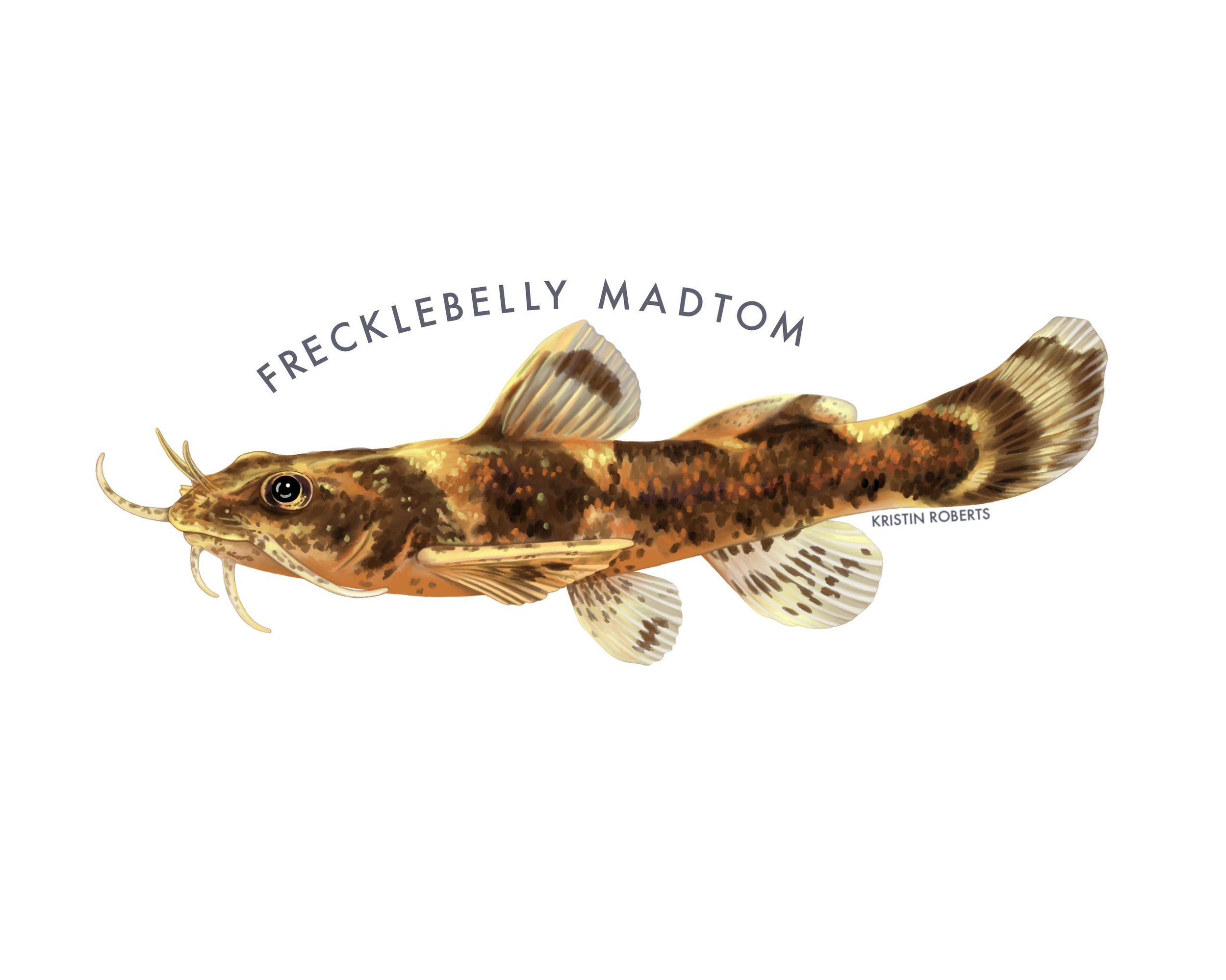 Frecklebelly Madtom, 2026