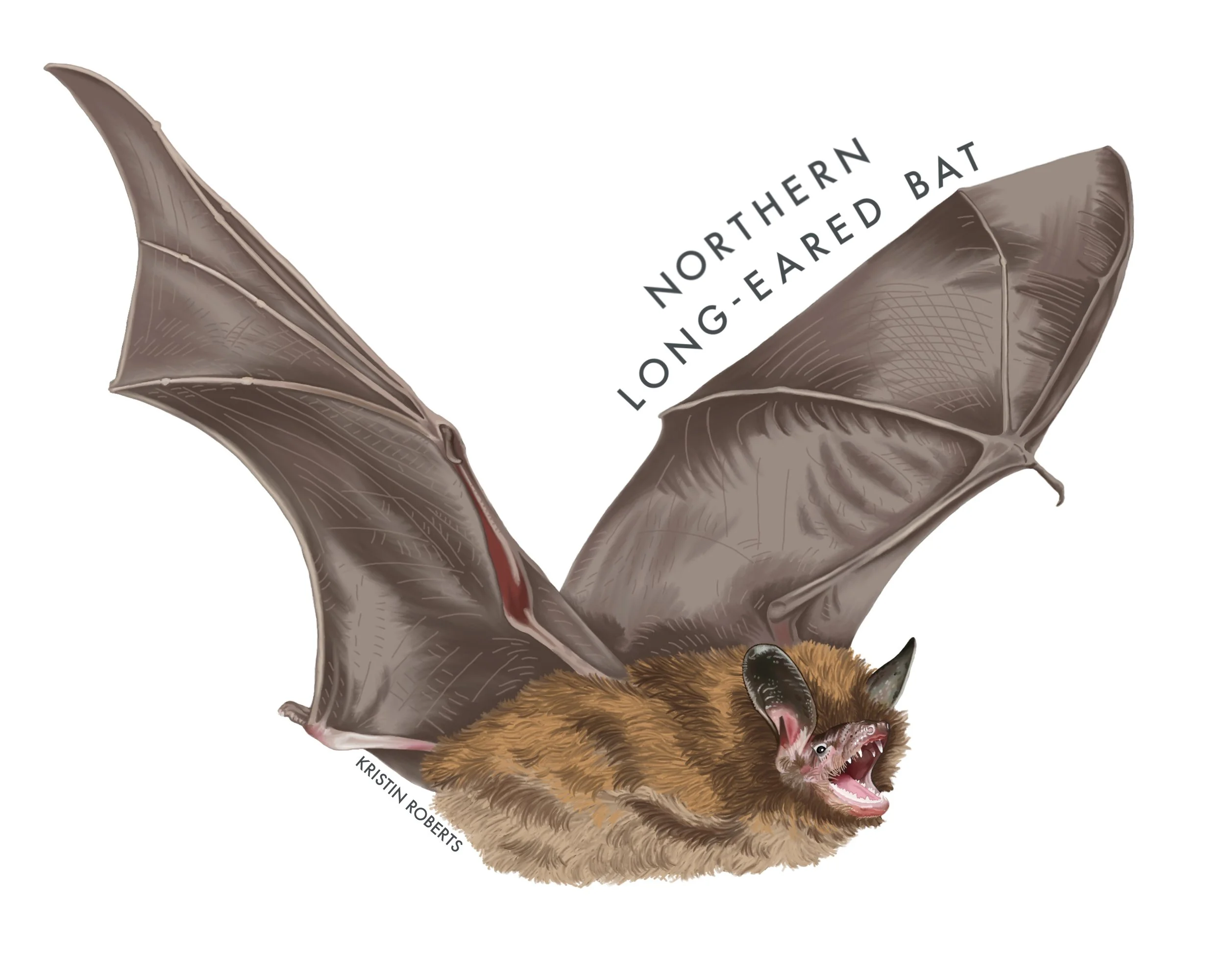 Northern Long-eared Bat, 2026