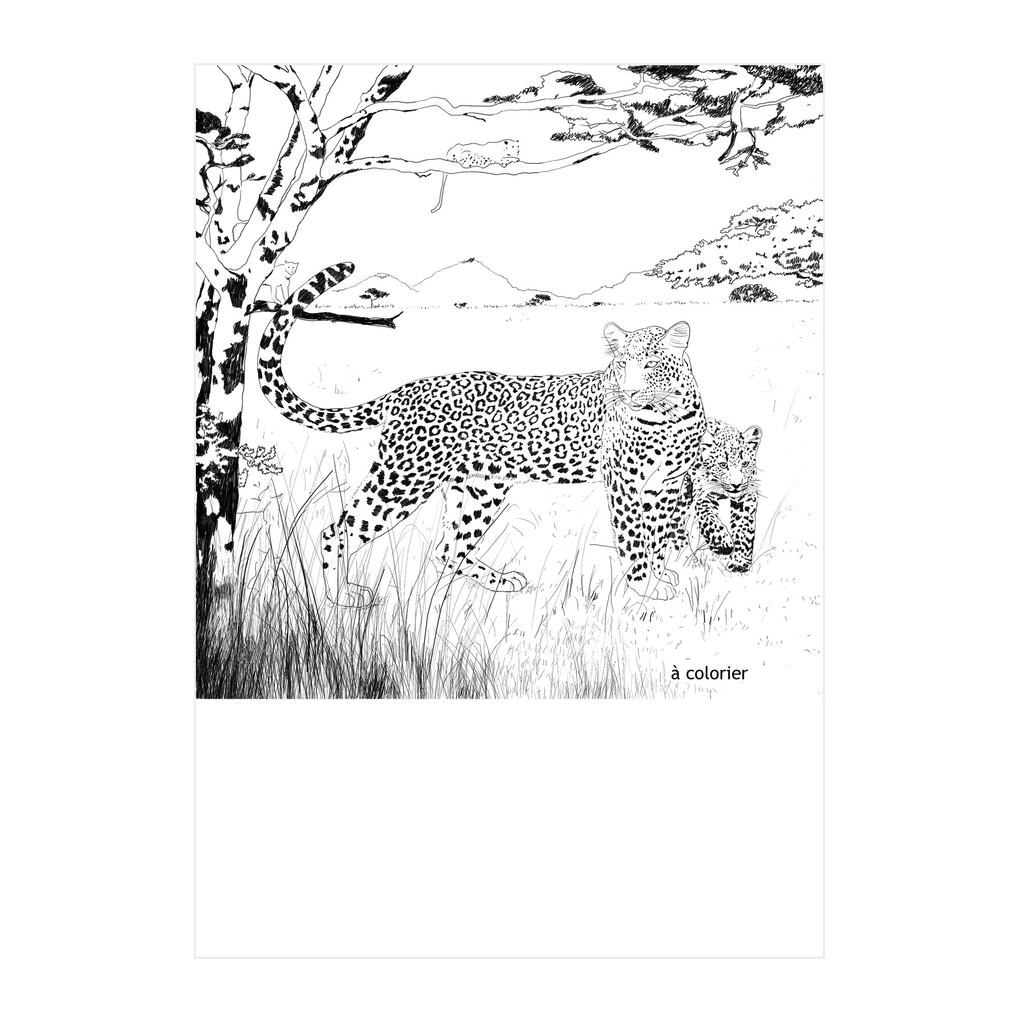 leopard.jpg
