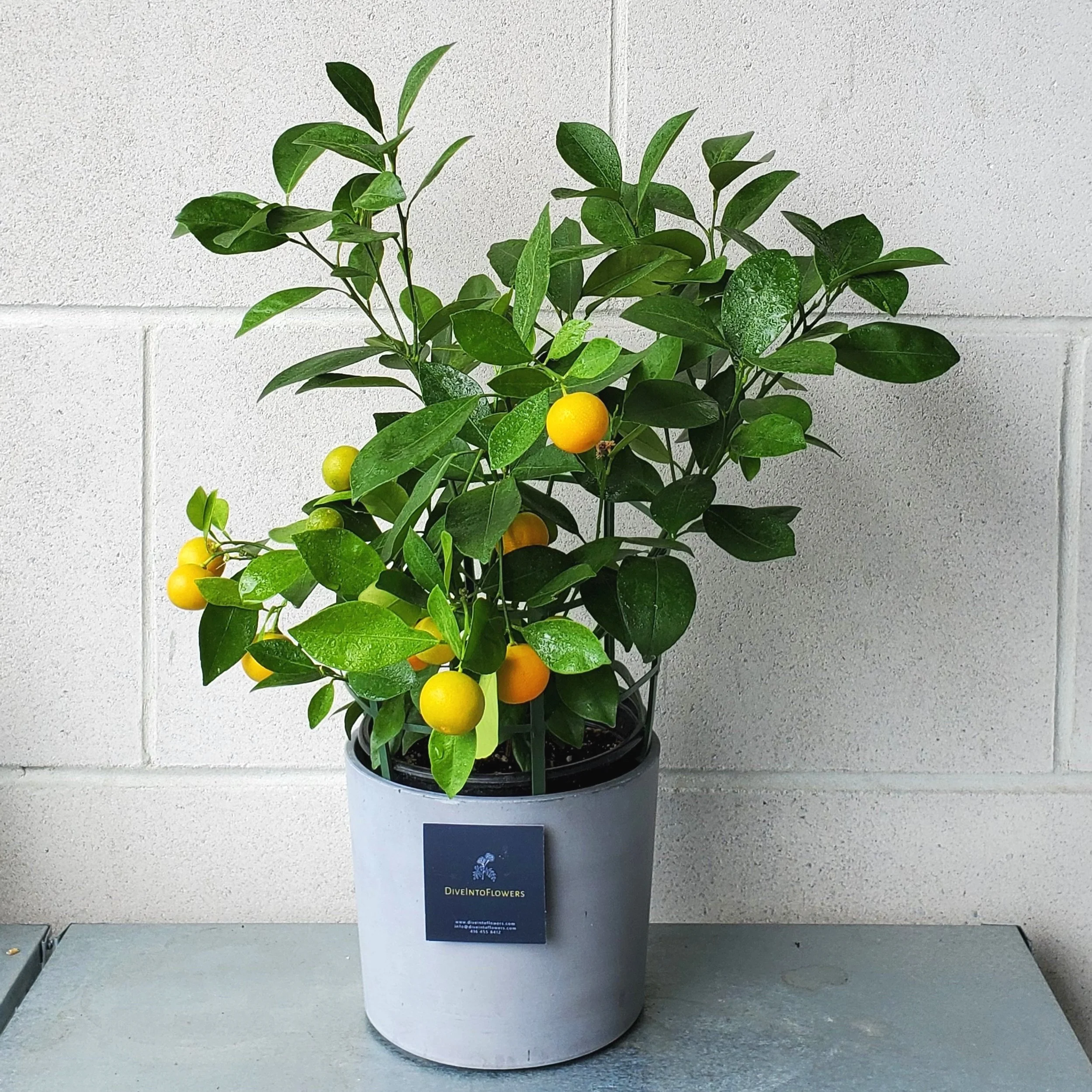 Calamondin Orange Tree — Dive Into Flowers
