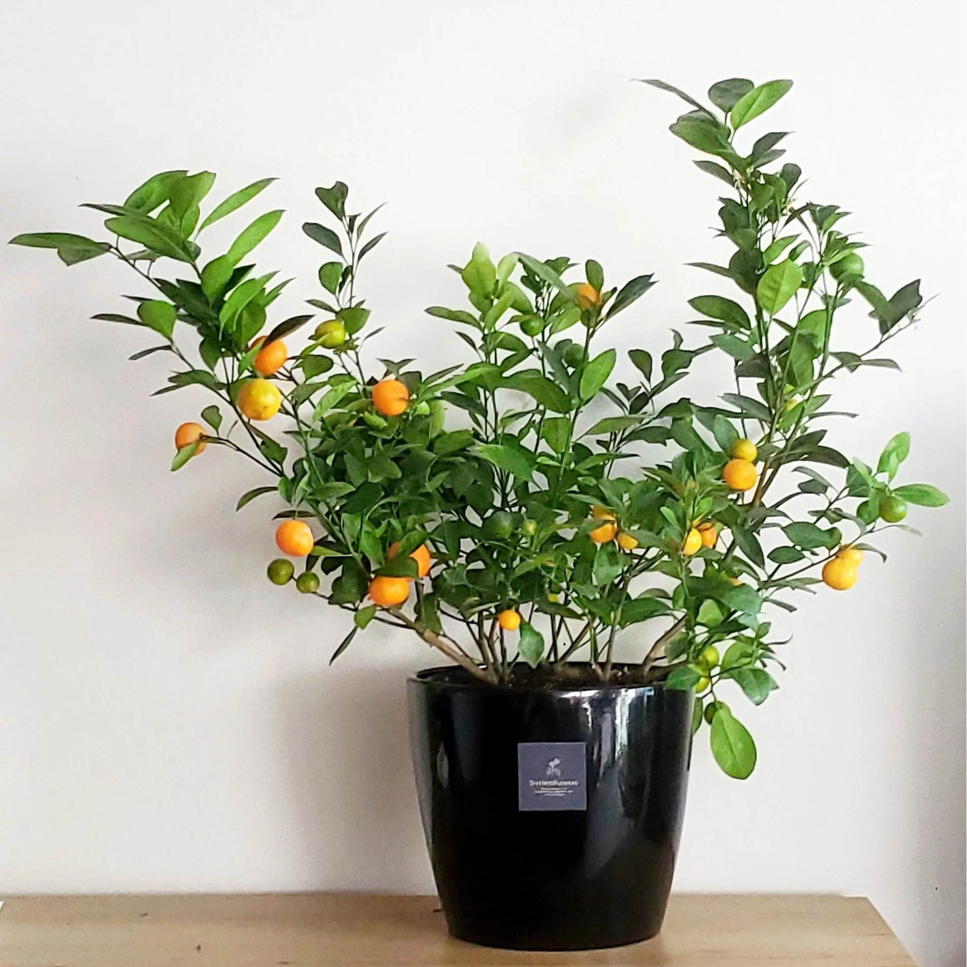 Calamondin Orange Tree — Dive Into Flowers