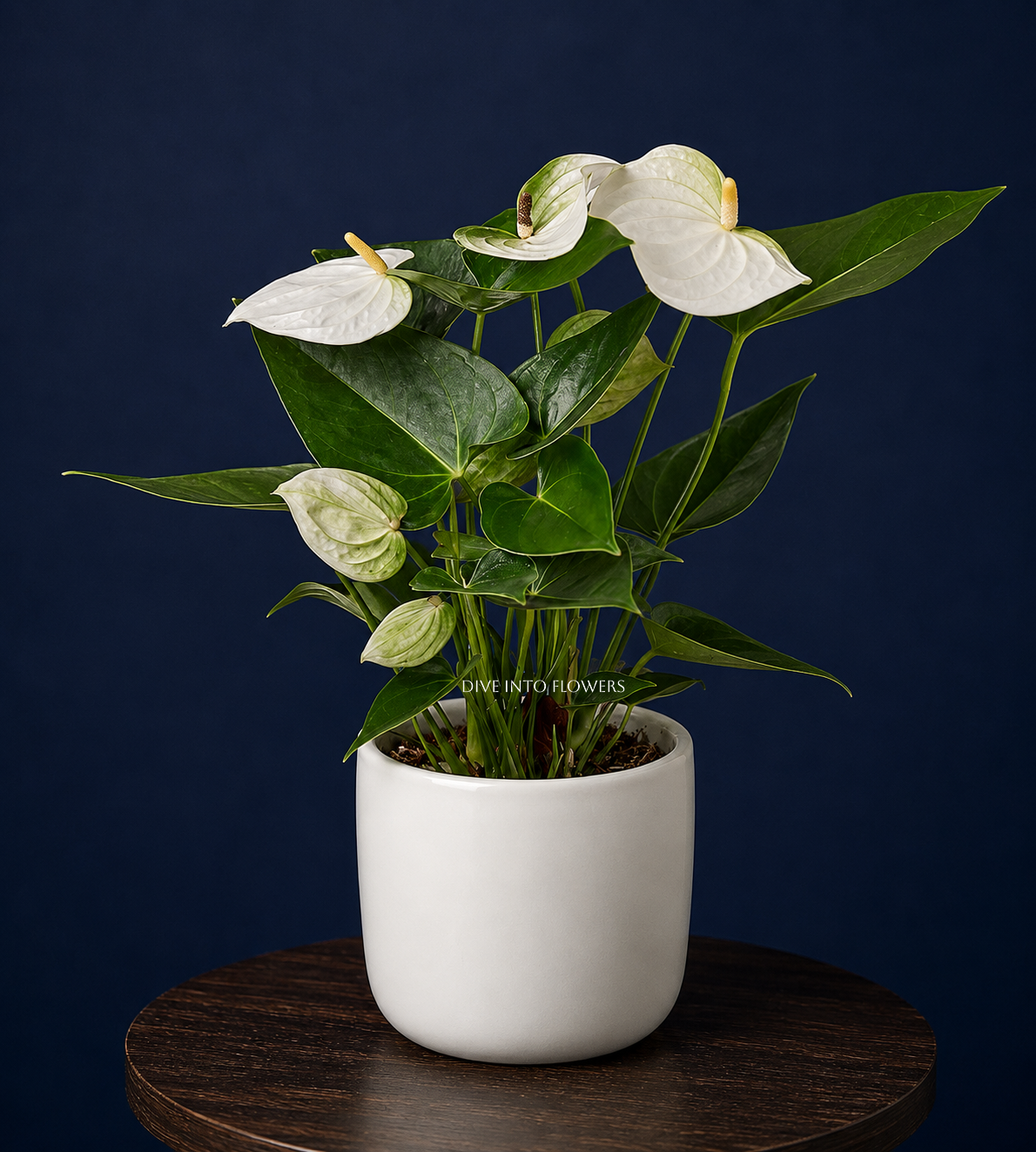 white anthurium.png