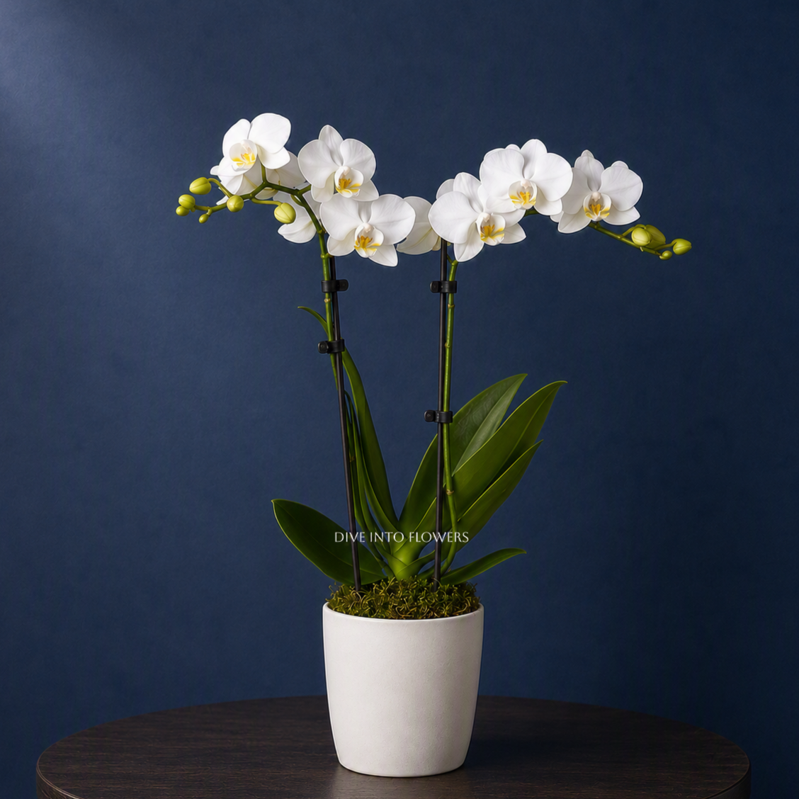 Double Mini Orchid Plant