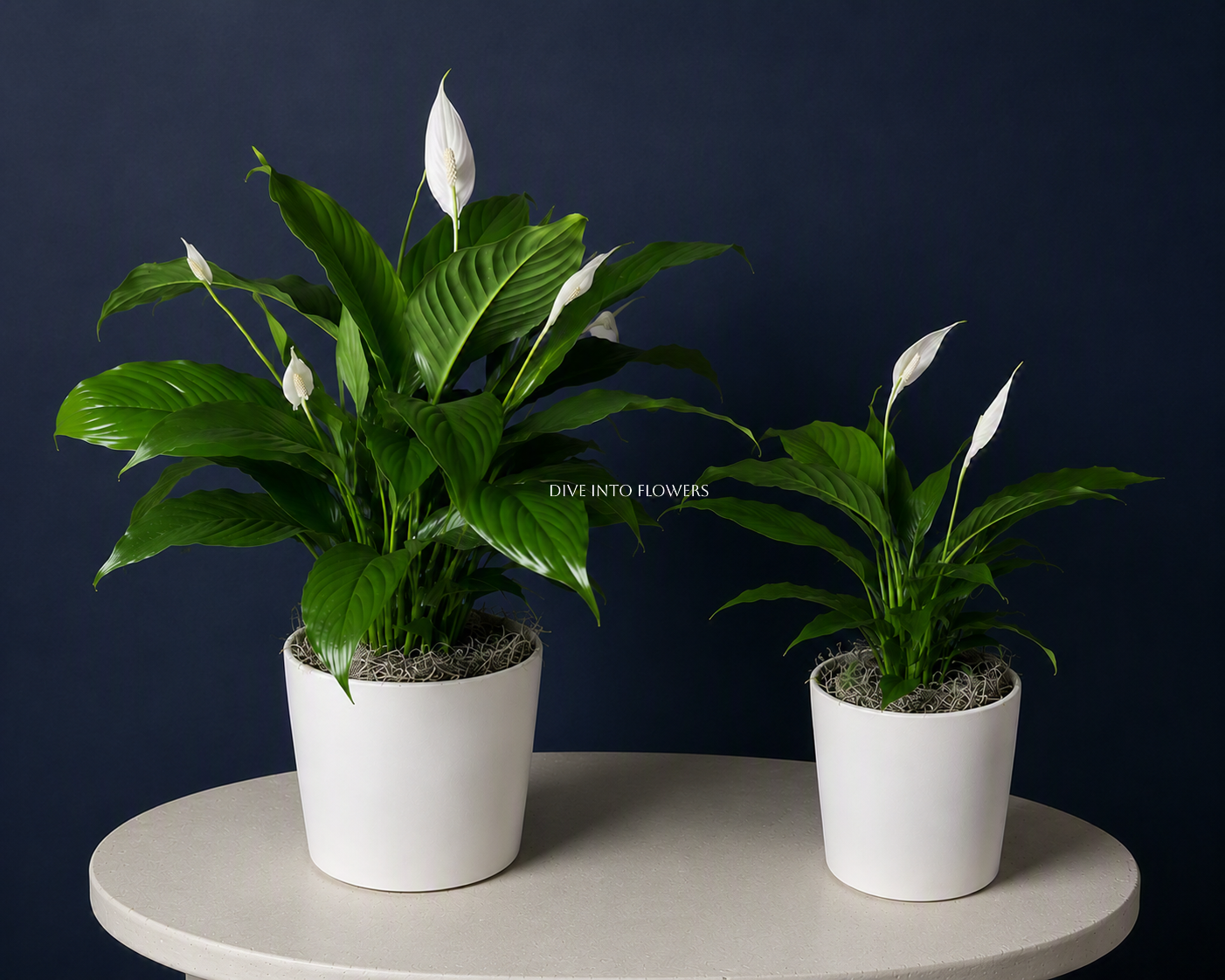 peace of lily.png