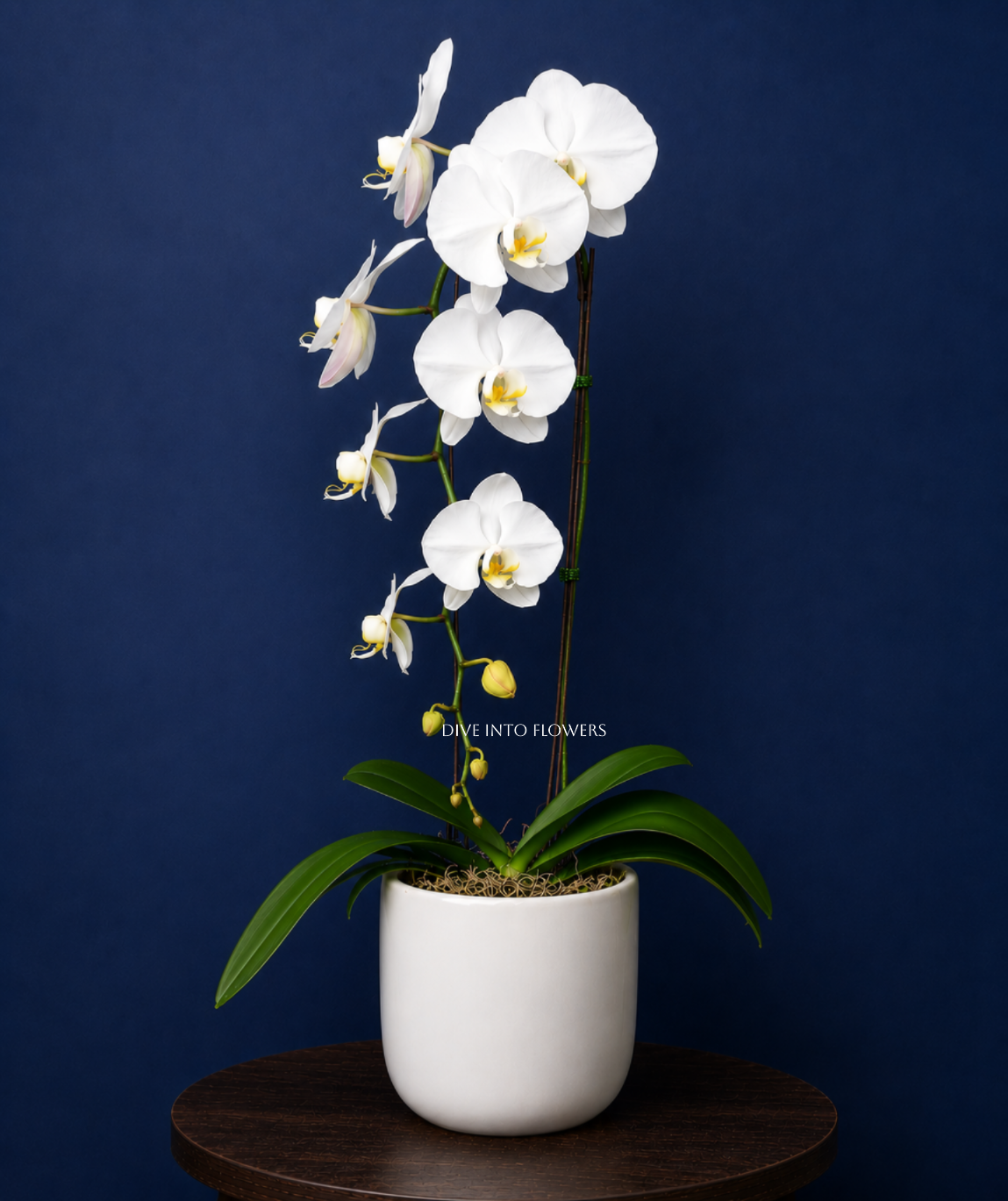 Elegant Phalaenopsis Orchid Plant In a Ceramic Container