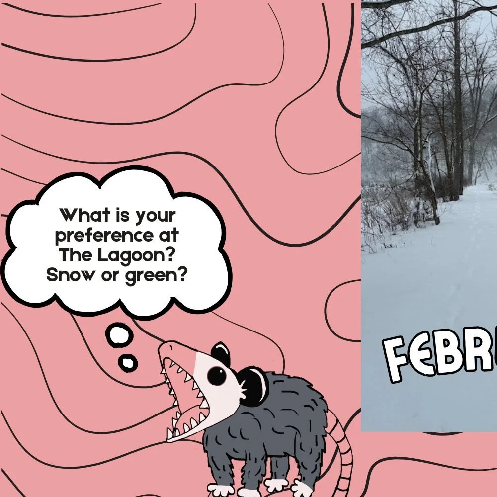 Dreaming of the lagoon? 

Which season is your favorite to explore at The Lagoon? Is it the quiet, snowy magic of winter ❄️ or the vibrant, sun-soaked energy of summer, full of birdsong? ☀️

We know you're craving warm-weather racing! 🏃&zwj;♀️

Save