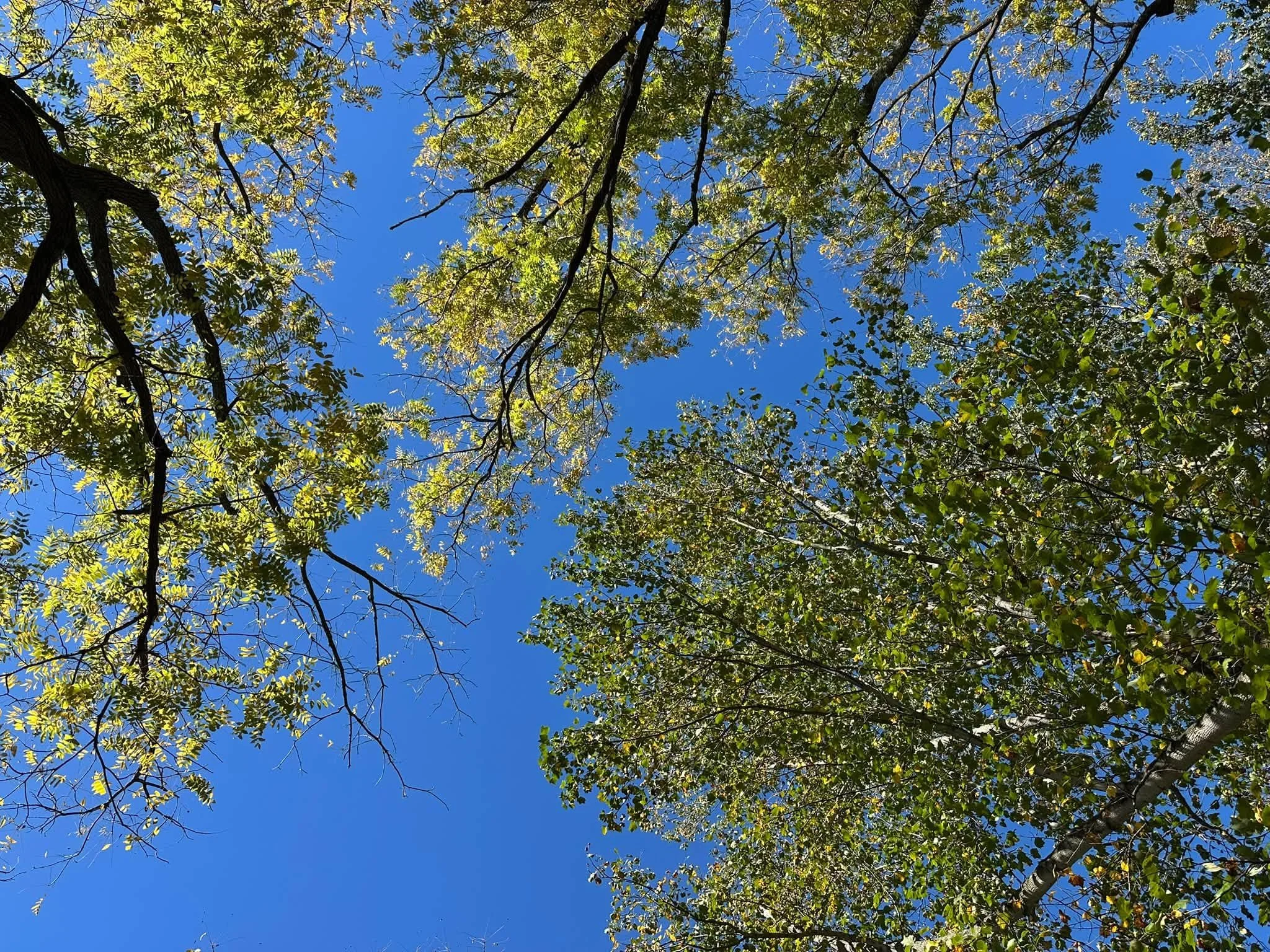Leaves.jpg