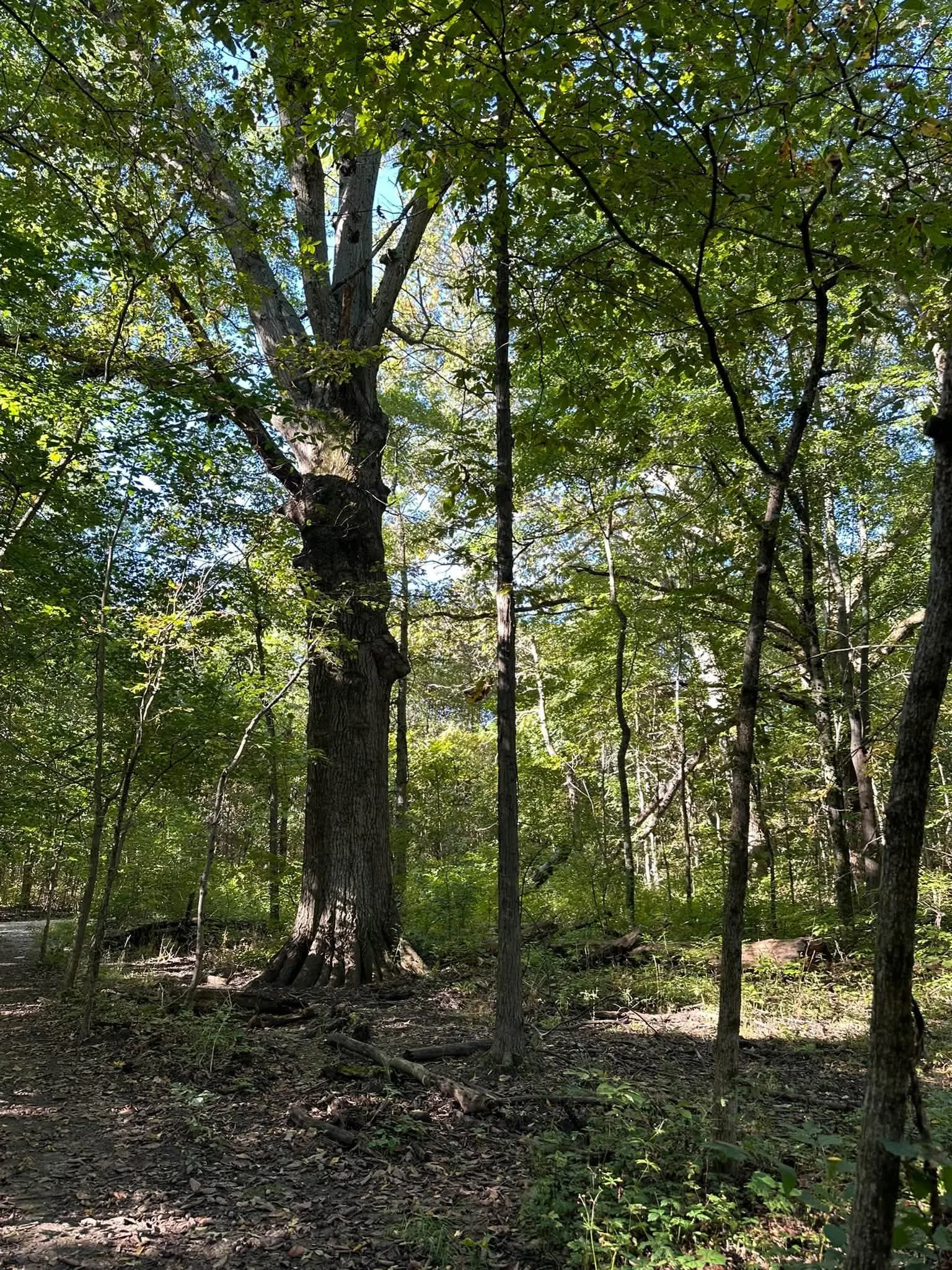 Tree1.jpg