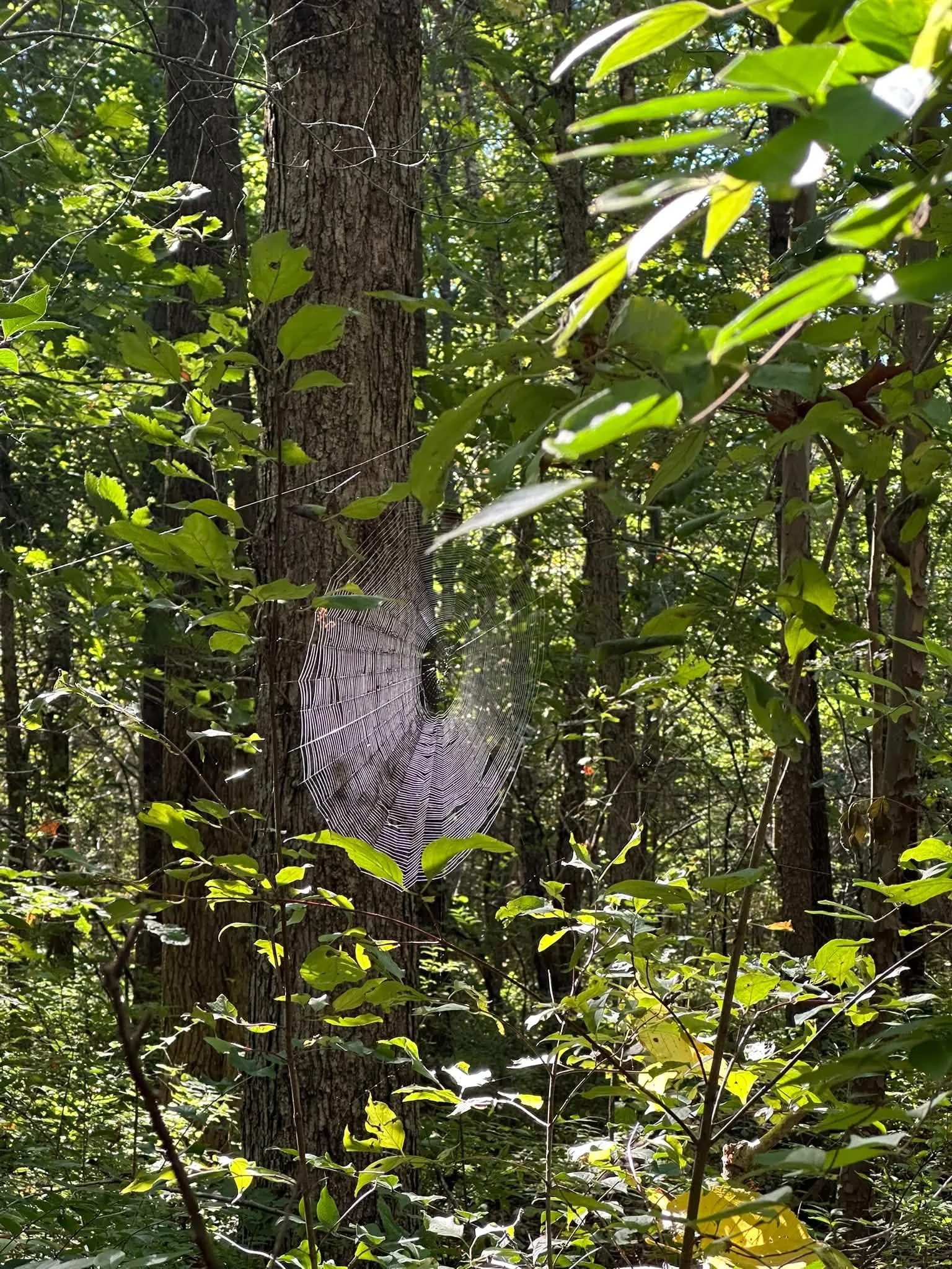 Spider Web.jpg