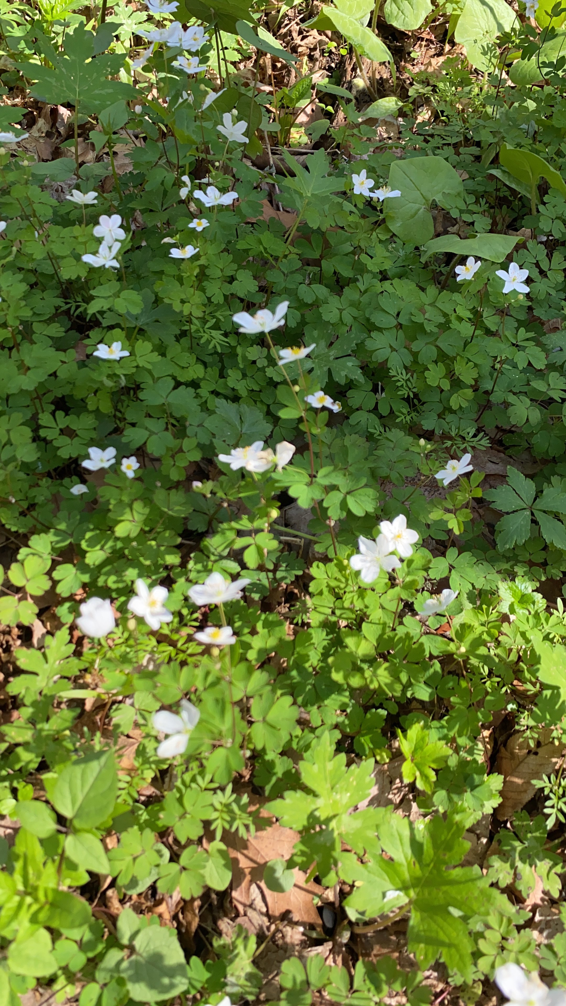 Flower 3.jpg