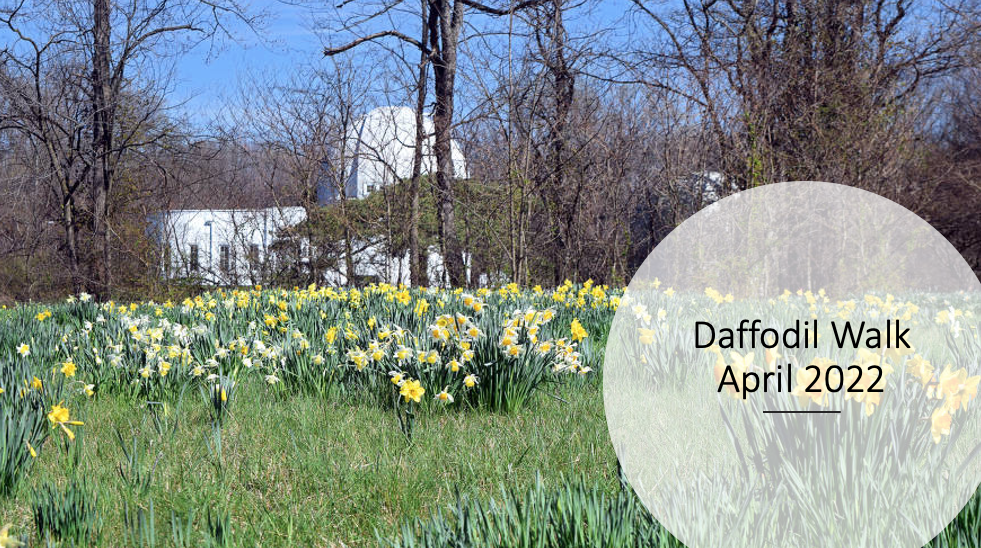 Daffodil 2022.png
