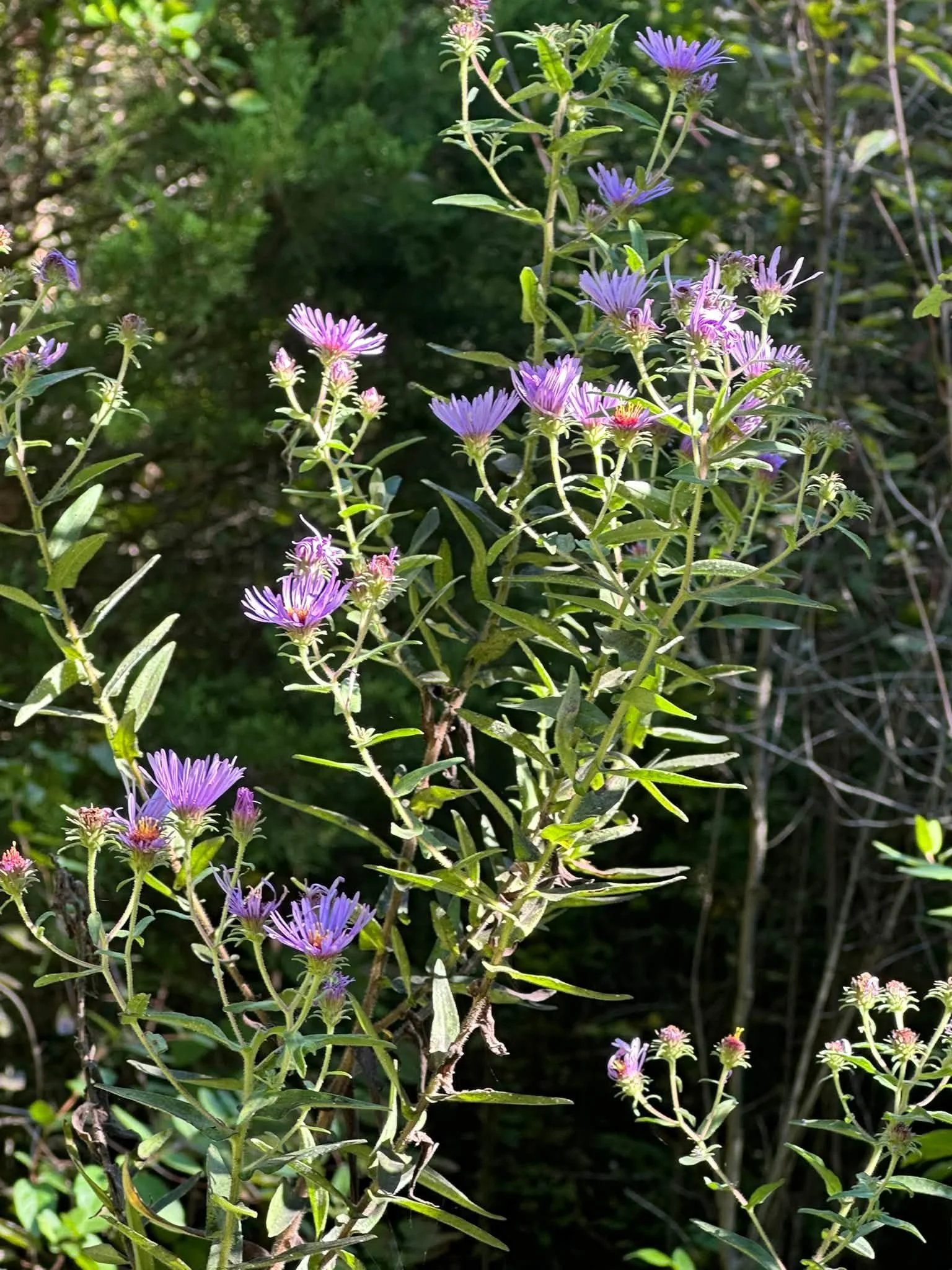 Aster.jpg