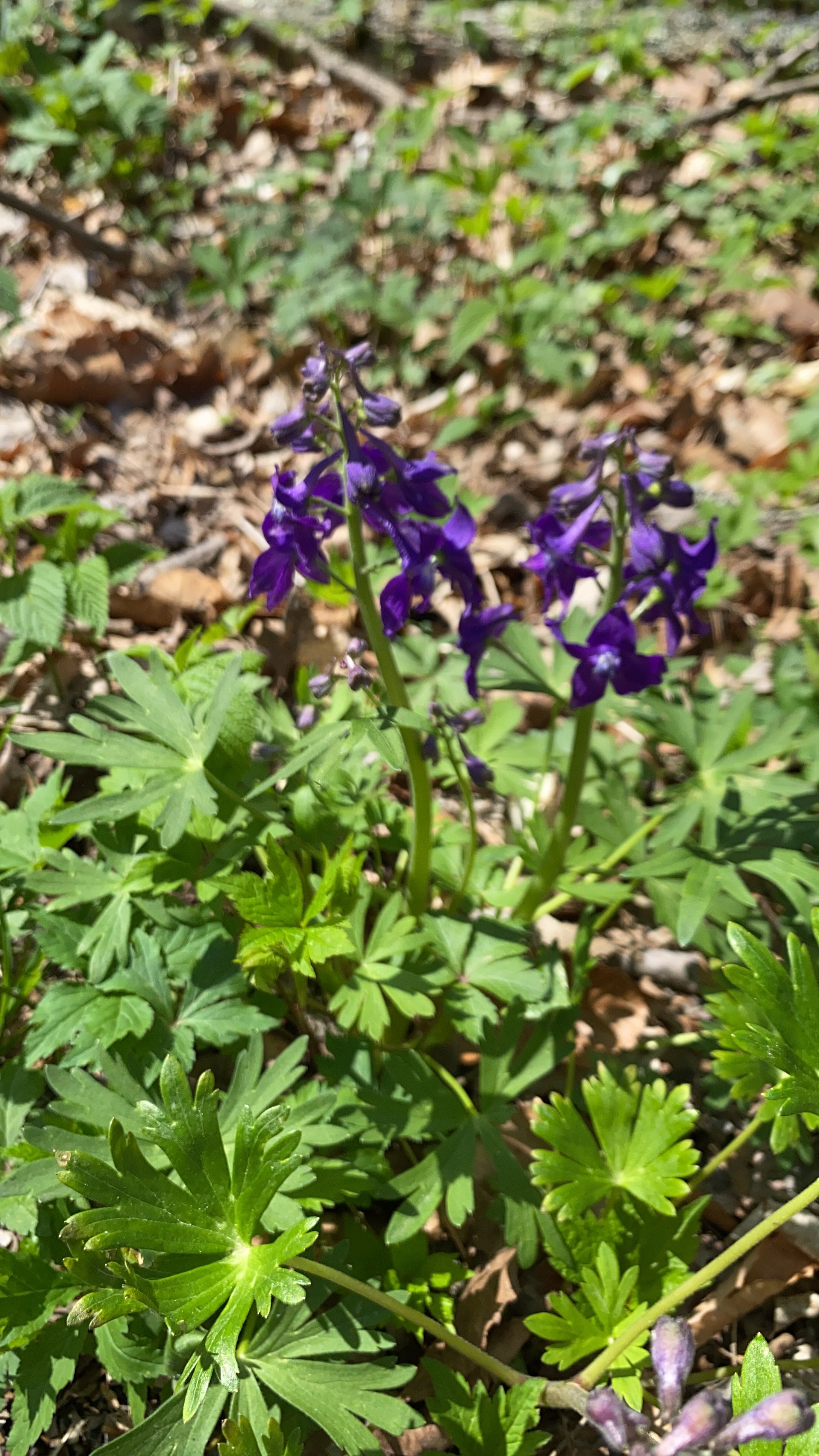 dwarf larkspur.jpg