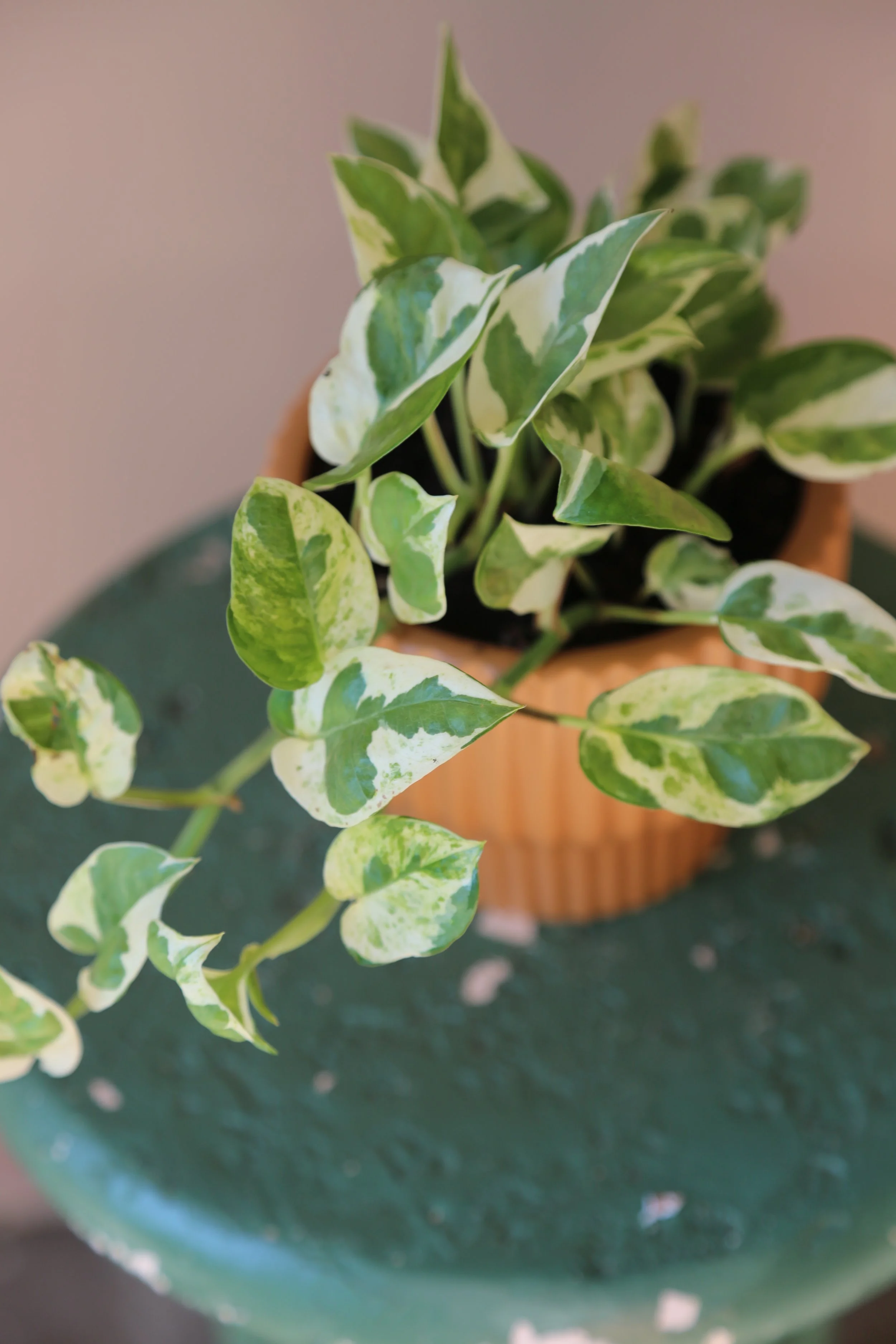 Miss Joy & Fluted Planter 4"