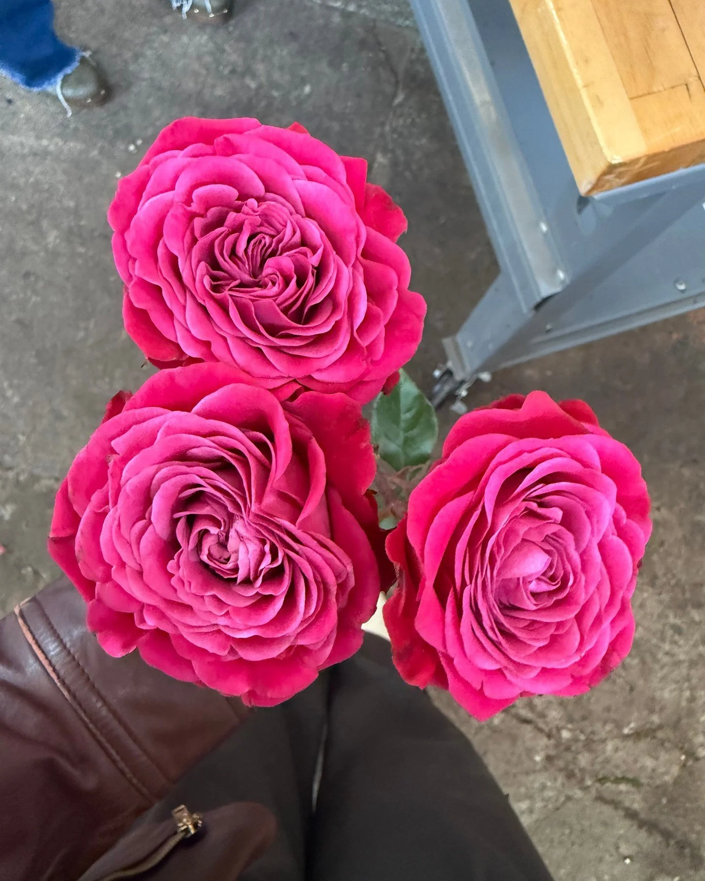 I asked my toddler which flower I should post so here&rsquo;s a gorgeous new magenta rose that I viewed @thefloralreserve showroom!
