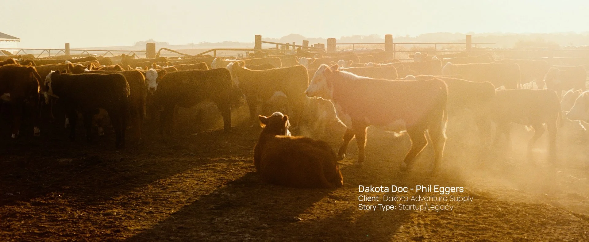 Cattle at sunset on a South Dakota ranch, still from a Passenger Productions startup and legacy documentary for Dakota Adventure Supply