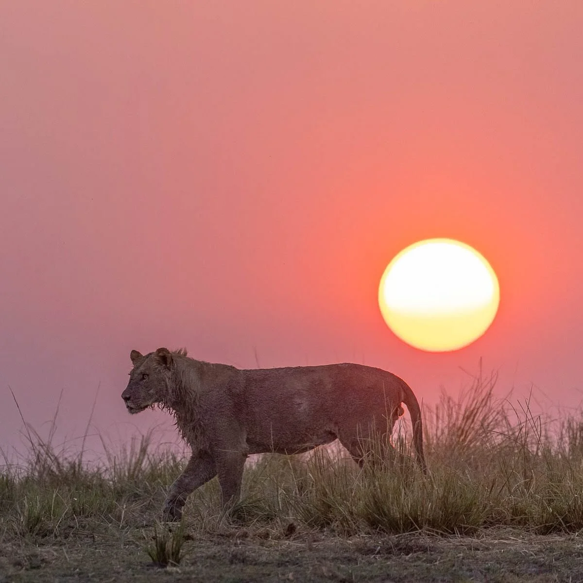 African Sunset... unforgettable and unbeatable! 
.
.
.
.
.
.
#botswana #botswana🇧🇼 #choberiver #chobe #thisisafrica #safariphotography #safari #nature_brilliance #nature_perfection #africanamazing #lionsofinstagram #lions #sunset #silhouette #femal