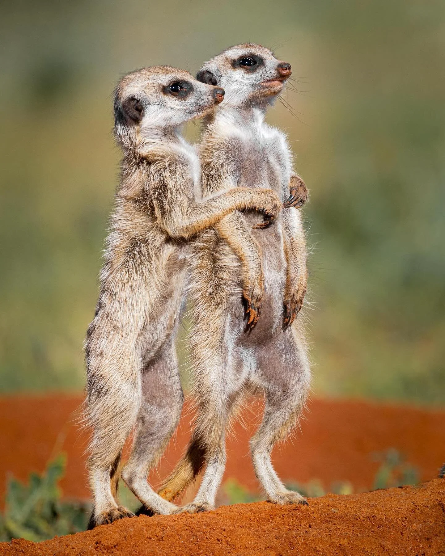 Stronger together!!

If you stand less than 40 cm tall the Kalahari desert is a dangerous home with attacks possible from above and below.
.
Seems like these social meerkats know the power of a hug to feel safe and are watching out for each other. 
.