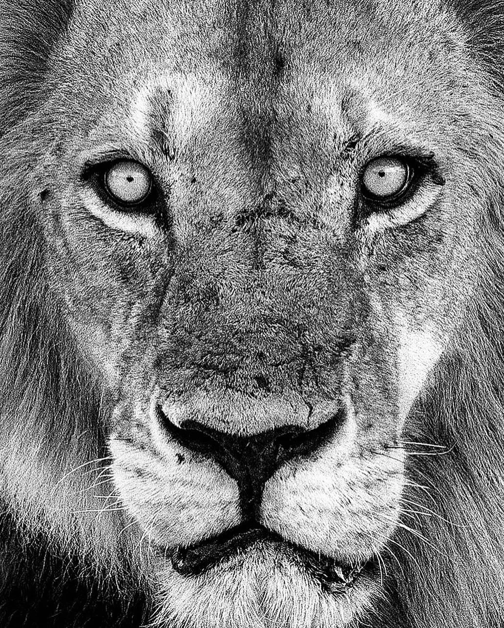 In honor of World Lion Day...

#worldlionday #portraitphotography #portrait  #monochrome #upclose #blackandwhitephotography #lionsofinstagram #femaleentrepreneur #femalenaturephotographycom #wildlifephotography #chobenationalpark #botswana
