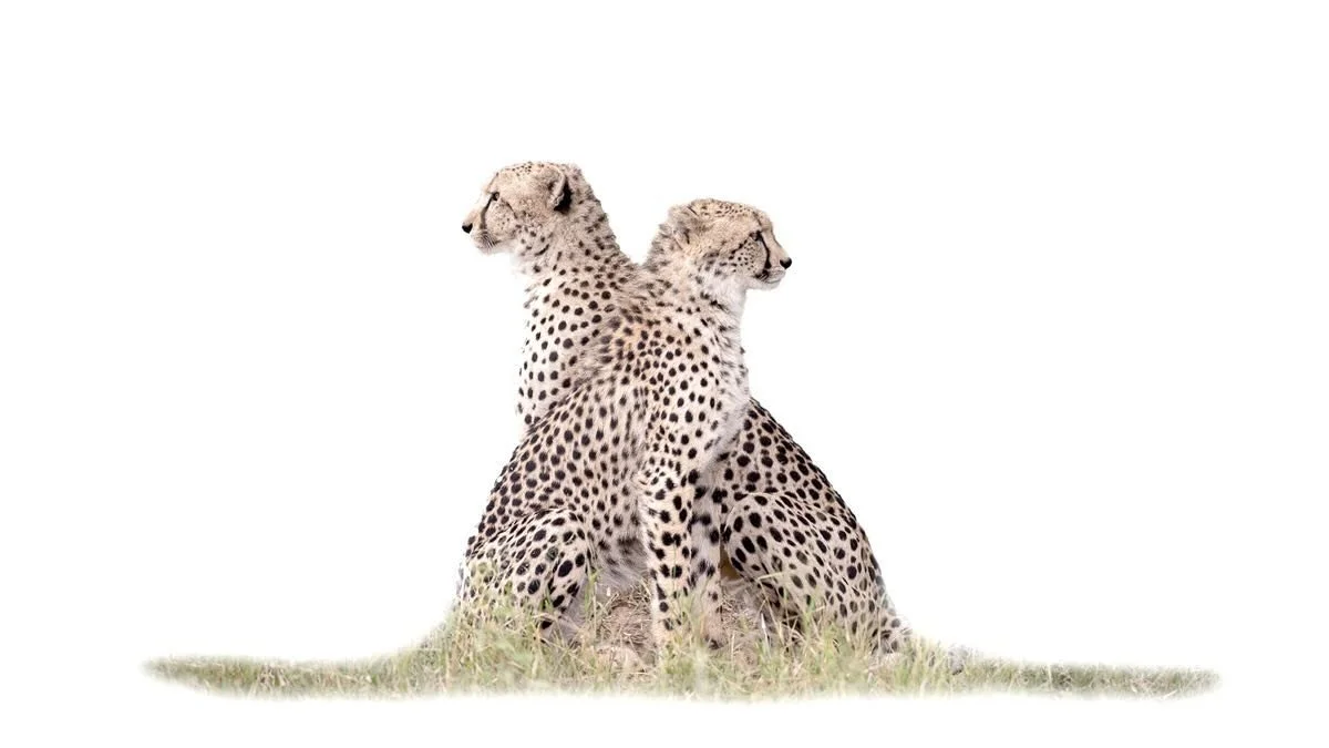 These two cheetah brothers posed for days, which made it possible to observe and capture their many daily activities..

In this image I see one of them looking into the future while the other one is looking back to what was. 
.
Personally, I am looki