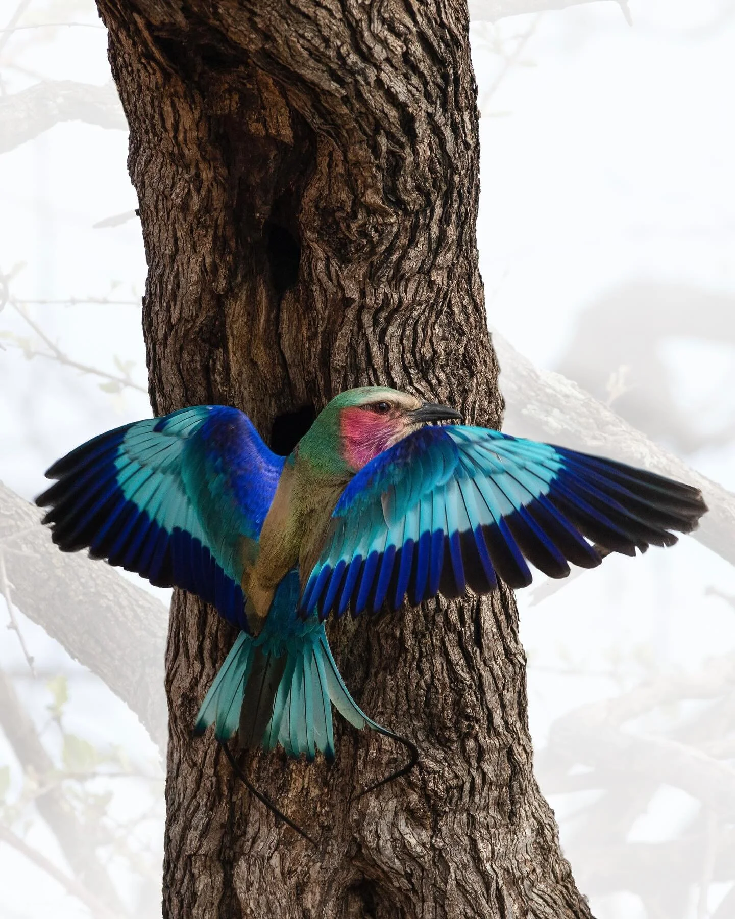 The Lilac Breasted Roller is, without a doubt, one of the most photographed birds in South Africa.
.
.
.
#birdphotography #birdsofinstagram #birdsofsouthafrica #instabirds #birding #lilacbreastedroller #sabisands #wildlifephotography #femalenaturepho