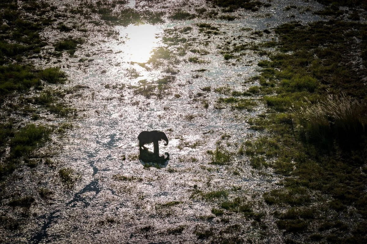 African elephant - Okavango Delta