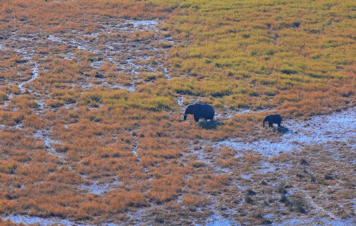 African elephant - Okavango Delta