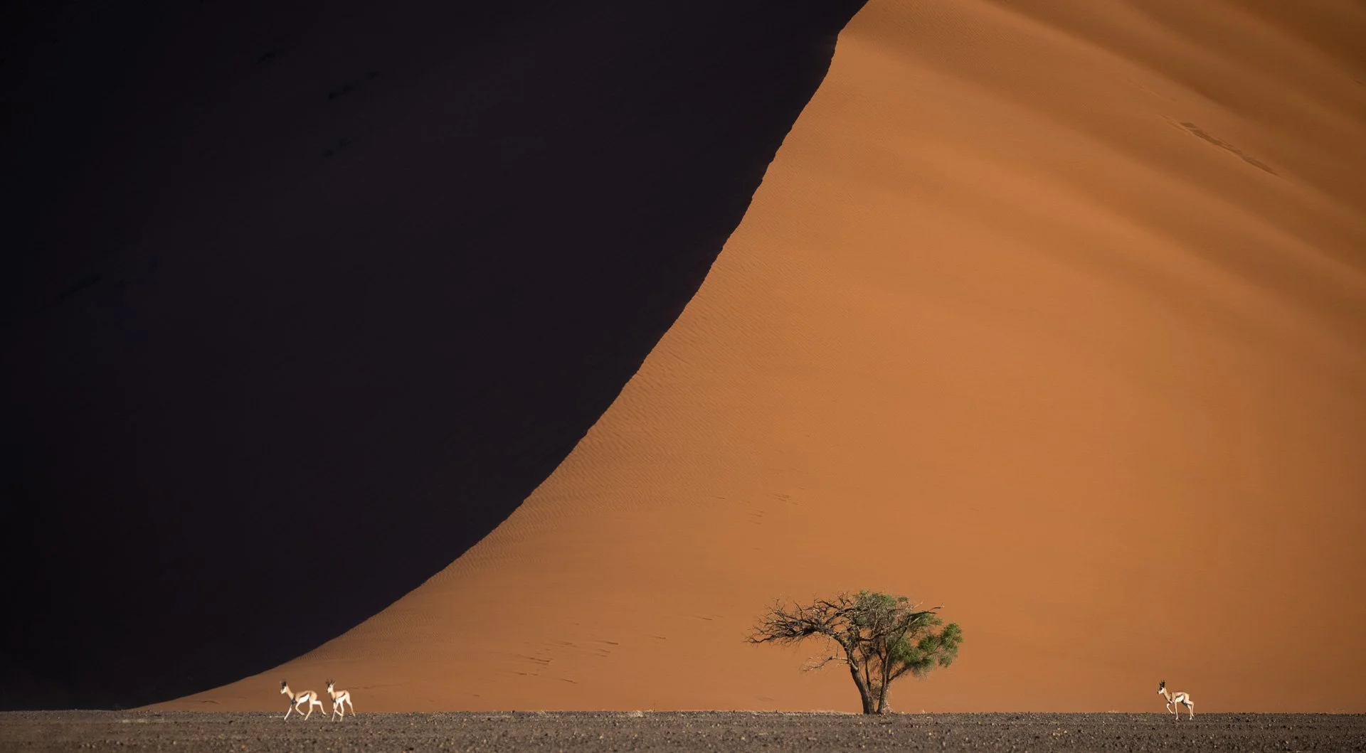 Sprinbok - Sossusvlei, Namibia