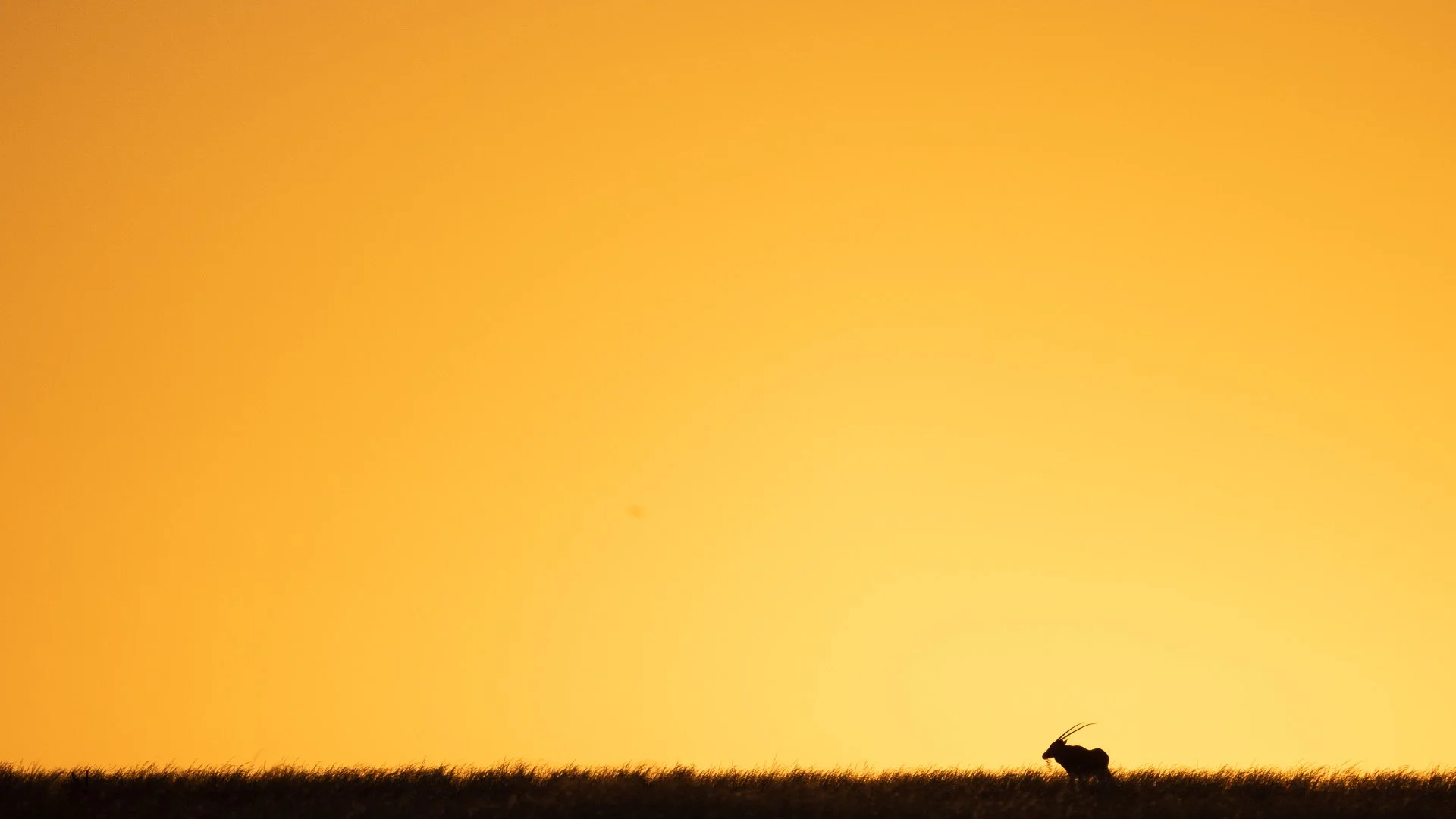 Oryx - Namibrand, Namibia