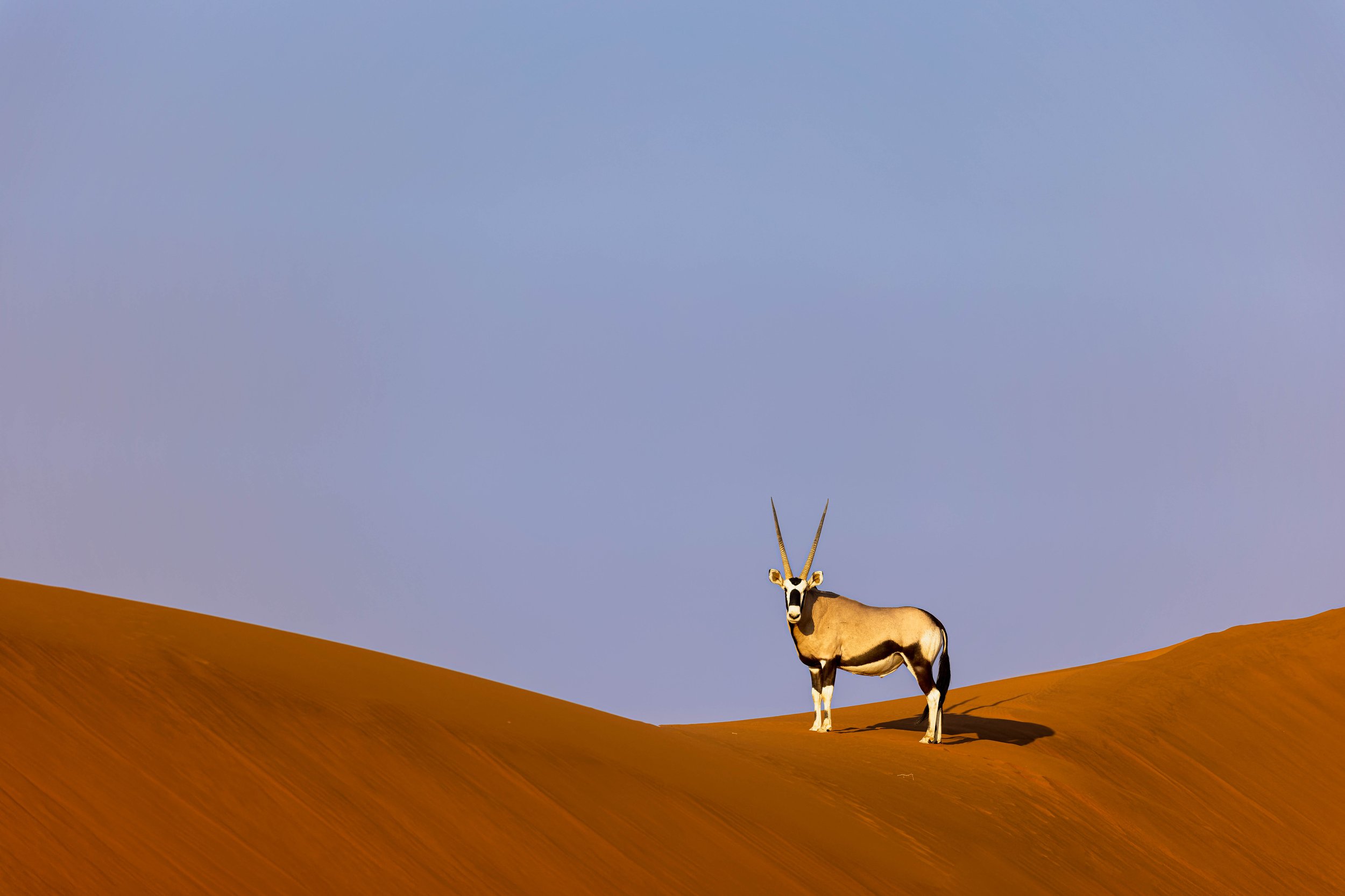Oryx, Sossusvlei, Namibia