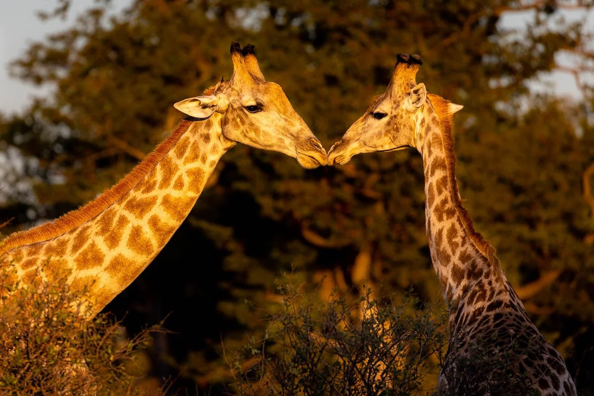 Southern Giraffe - Okavango Delta, Botswana