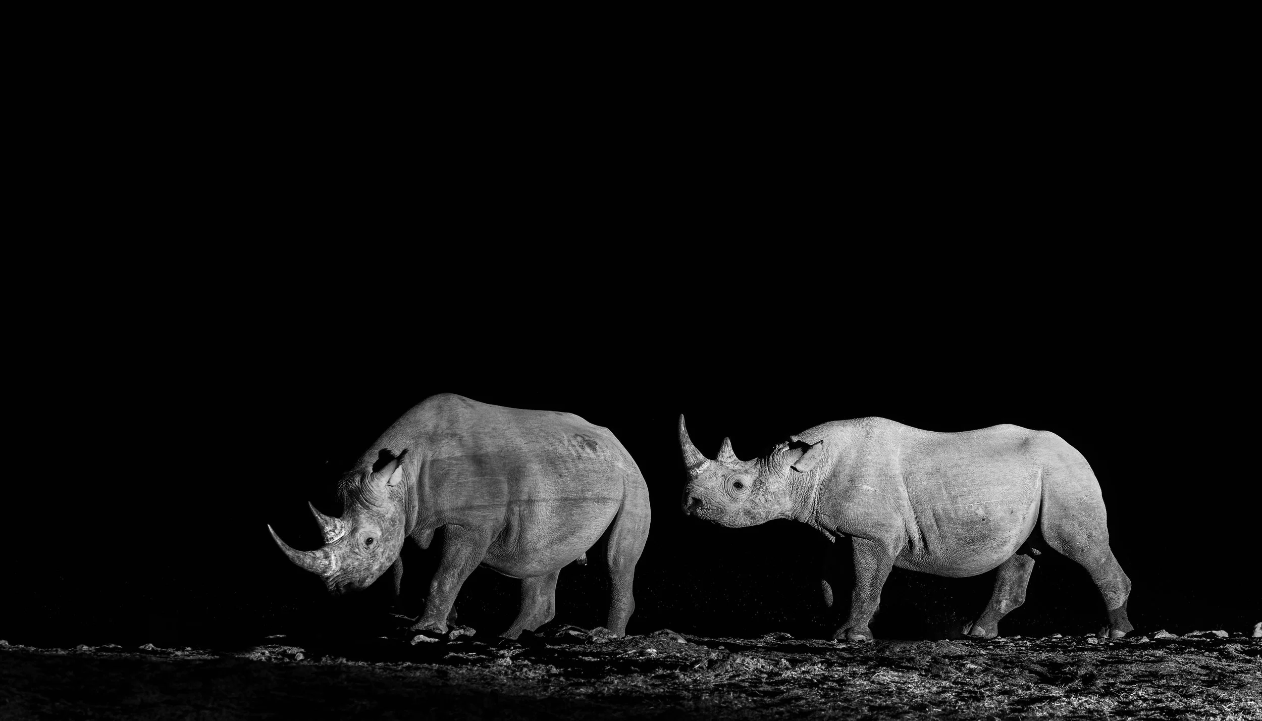 Black Rhino - Etosha, Namibia