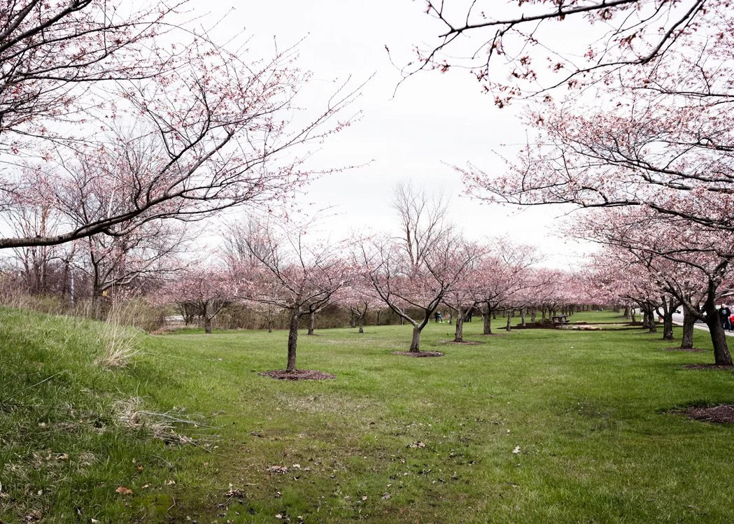 What Are You Growing This Spring?