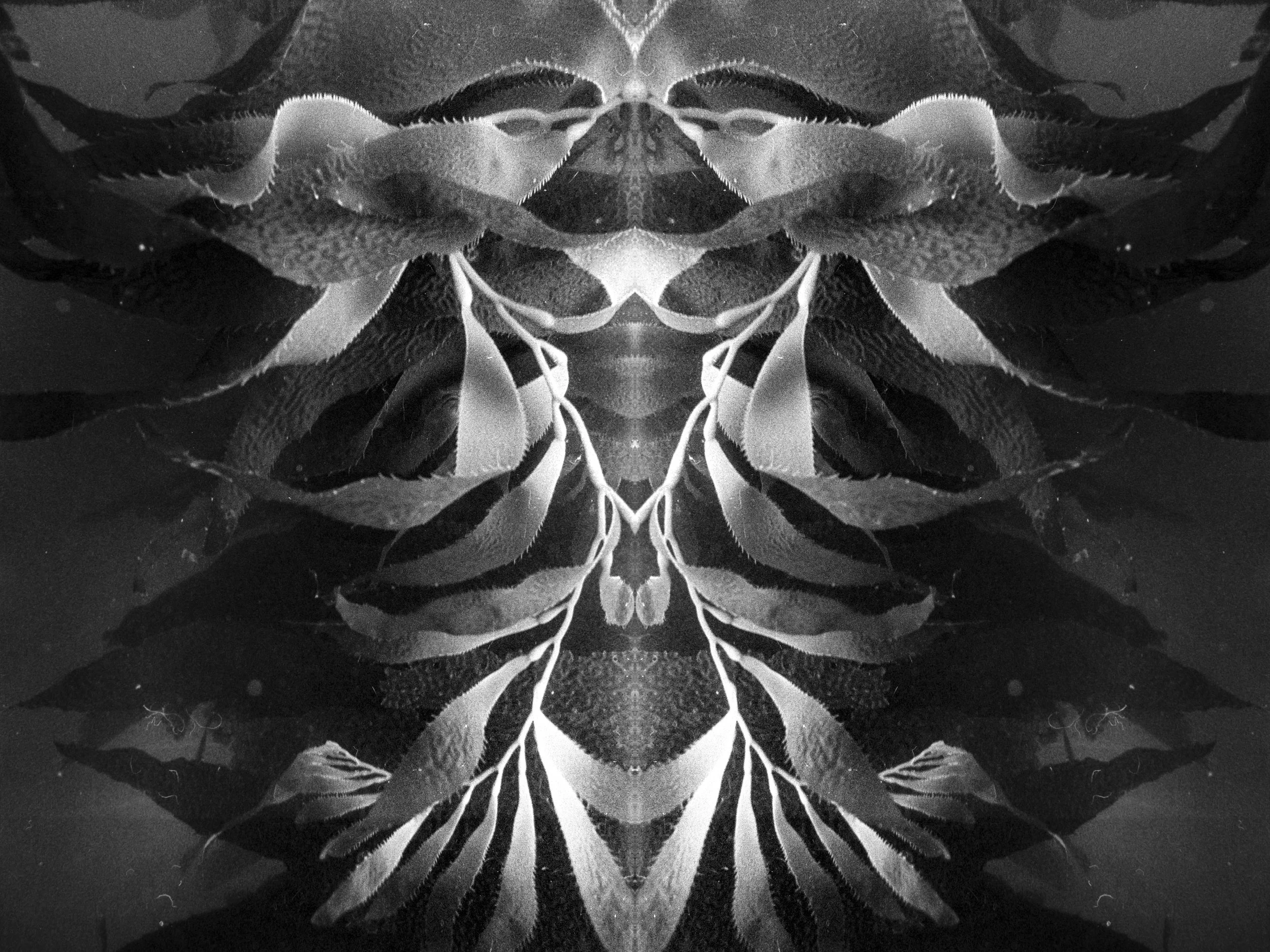 Symmetrical black-and-white kelp forming a mirrored, abstract underwater pattern.