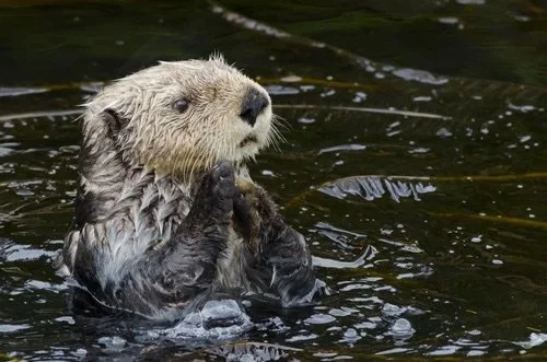 Pawsitively Precious: Sea Otter, Monterey Bay