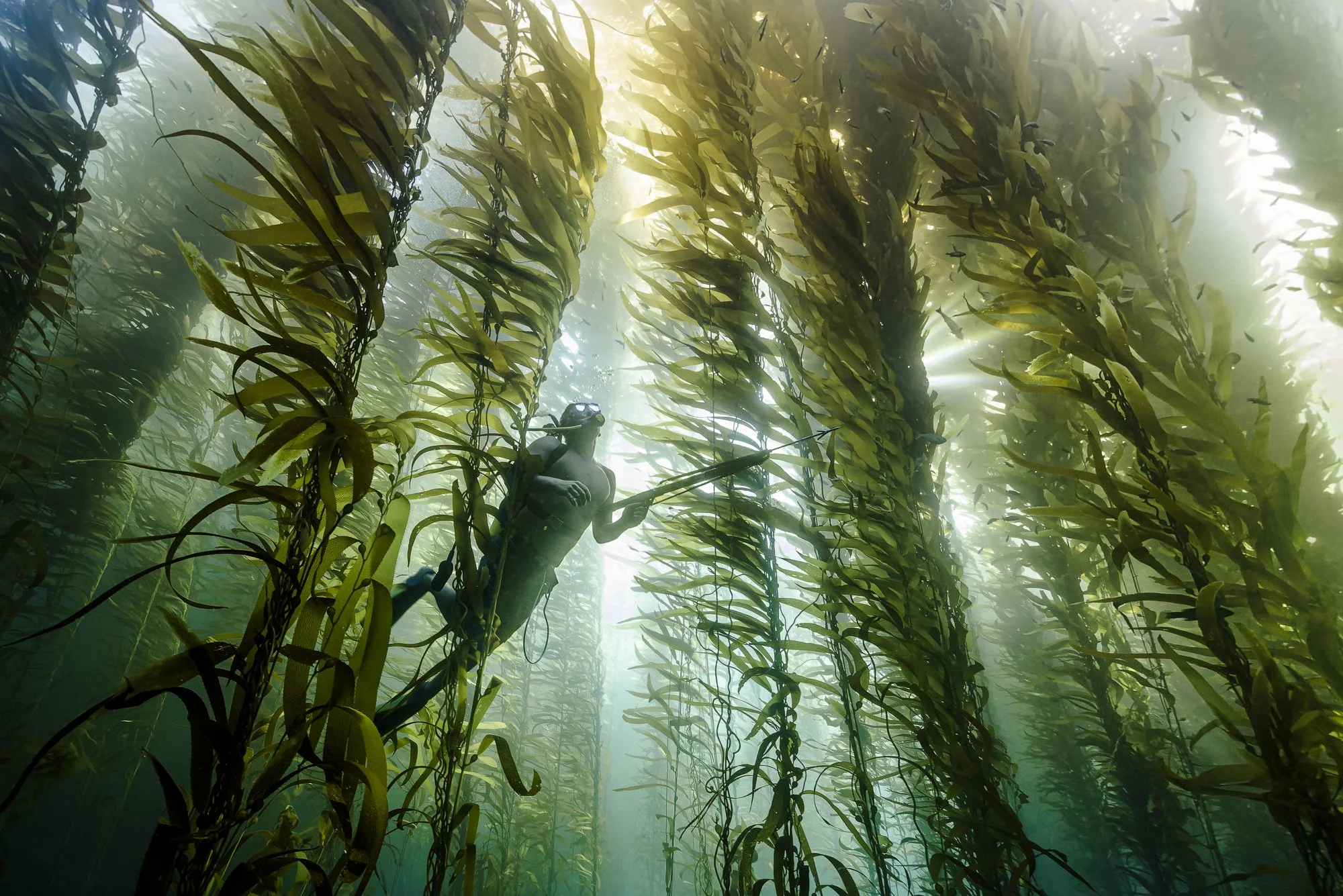 Spearfisherman swimming through towering kelp in Southern California waters near San Clemente Island.