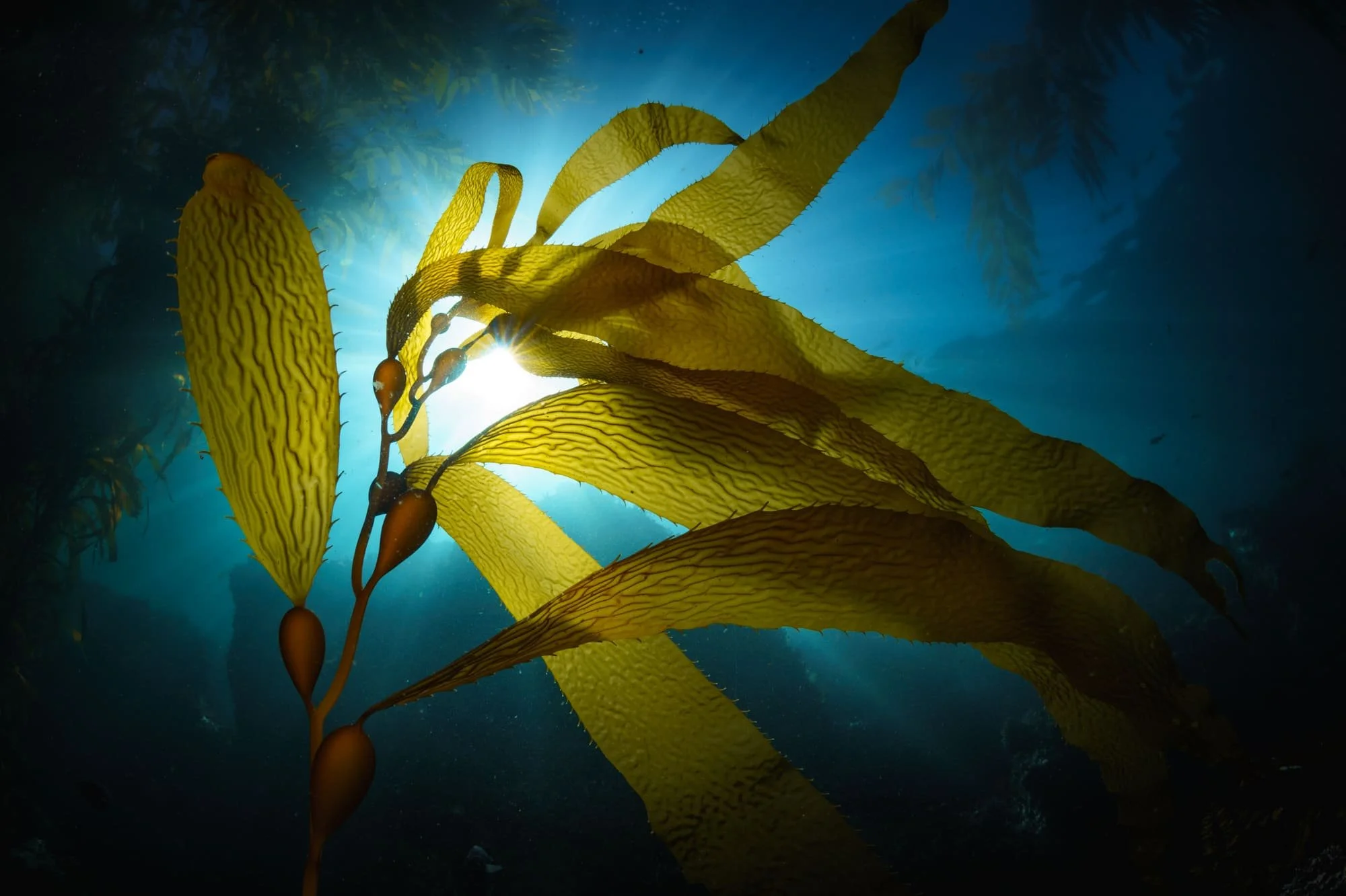 Glowing kelp fronds swaying underwater, lit by sunbeams in a deep blue ocean scene.