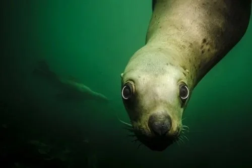 Eye Contact: Face-to-Face in Monterey Bay