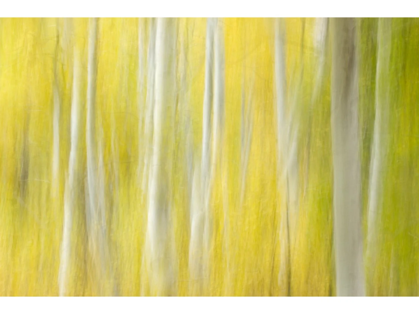 Aspen-Impressions-2-June-Lake-Loop-Inyo-National-Forest-California-2008-2.jpg
