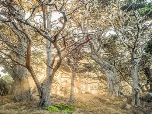 Enchanted Sunset: Point Lobos Golden Hour