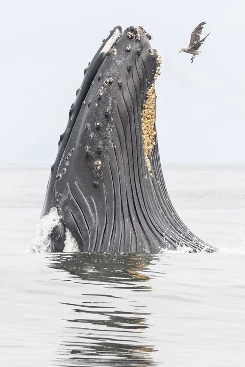 Humpback whale feeding at surface with bird nearby, captured in Monterey Bay by photographer Jason Bradley.